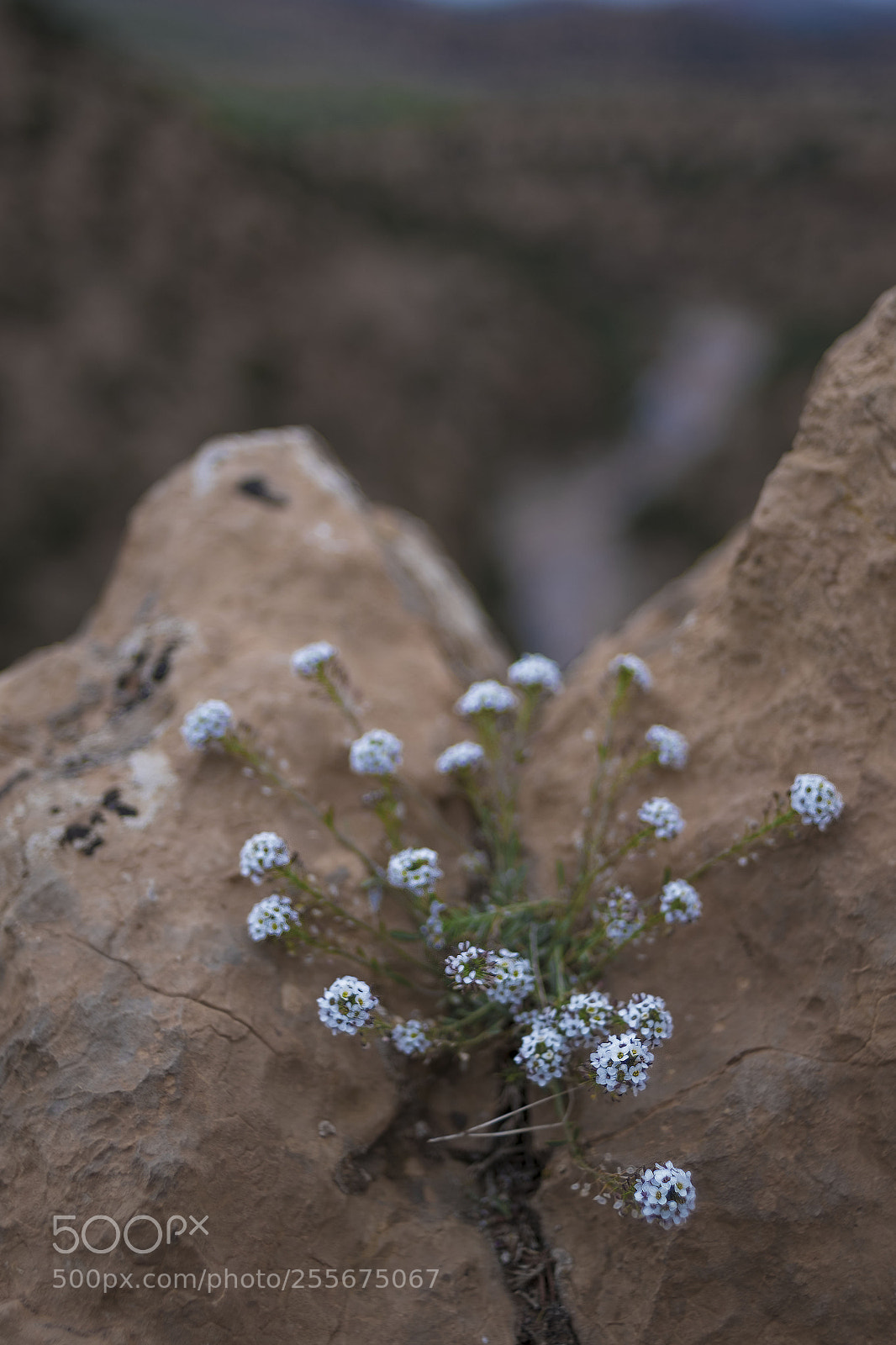 Fujifilm X-E1 sample photo. _dsf4154-1.jpg photography