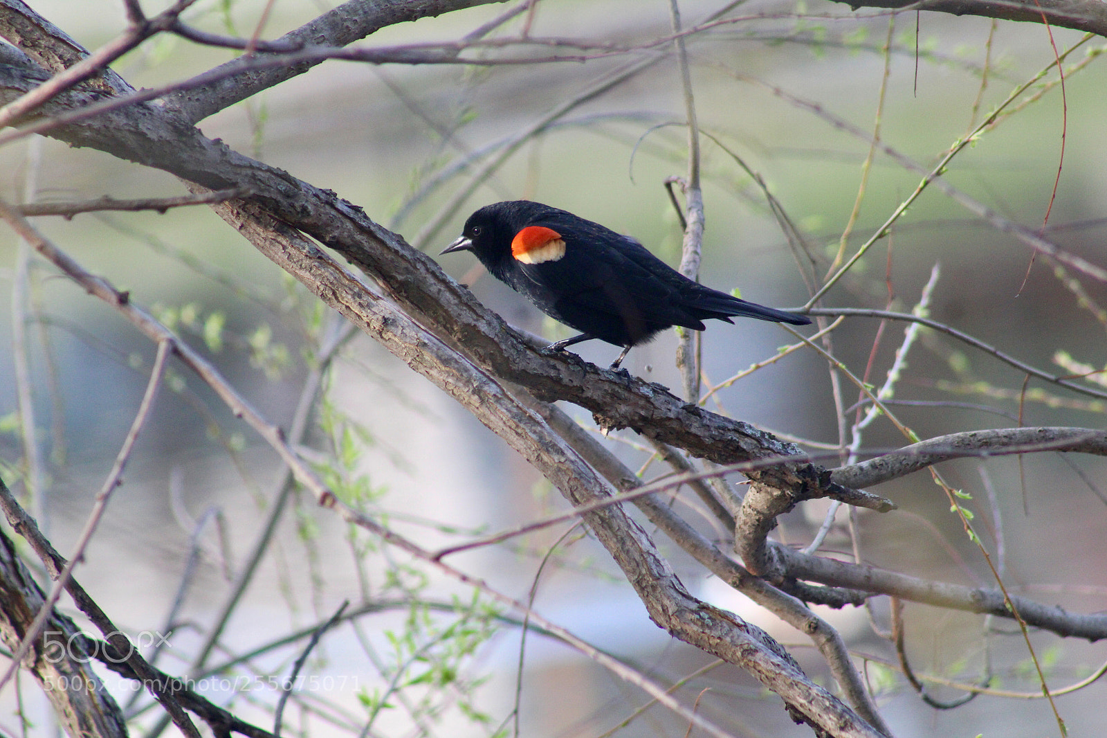 Canon EOS 1300D (EOS Rebel T6 / EOS Kiss X80) sample photo. Red wing black bird photography