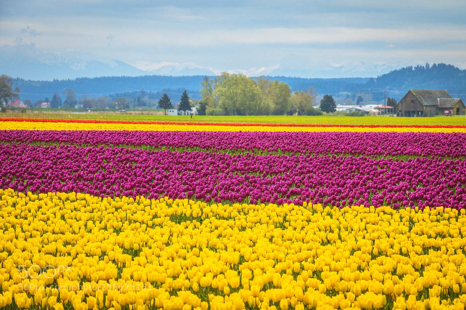 Canon EOS 7D Mark II sample photo. Tulip time photography