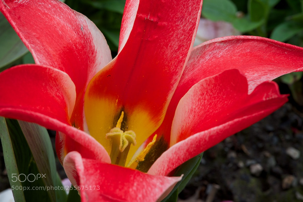 Nikon D600 sample photo. Red yellow tulip photography