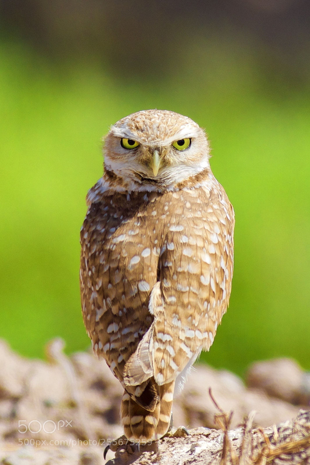 Canon EOS 5D Mark IV sample photo. Burrowing owl photography