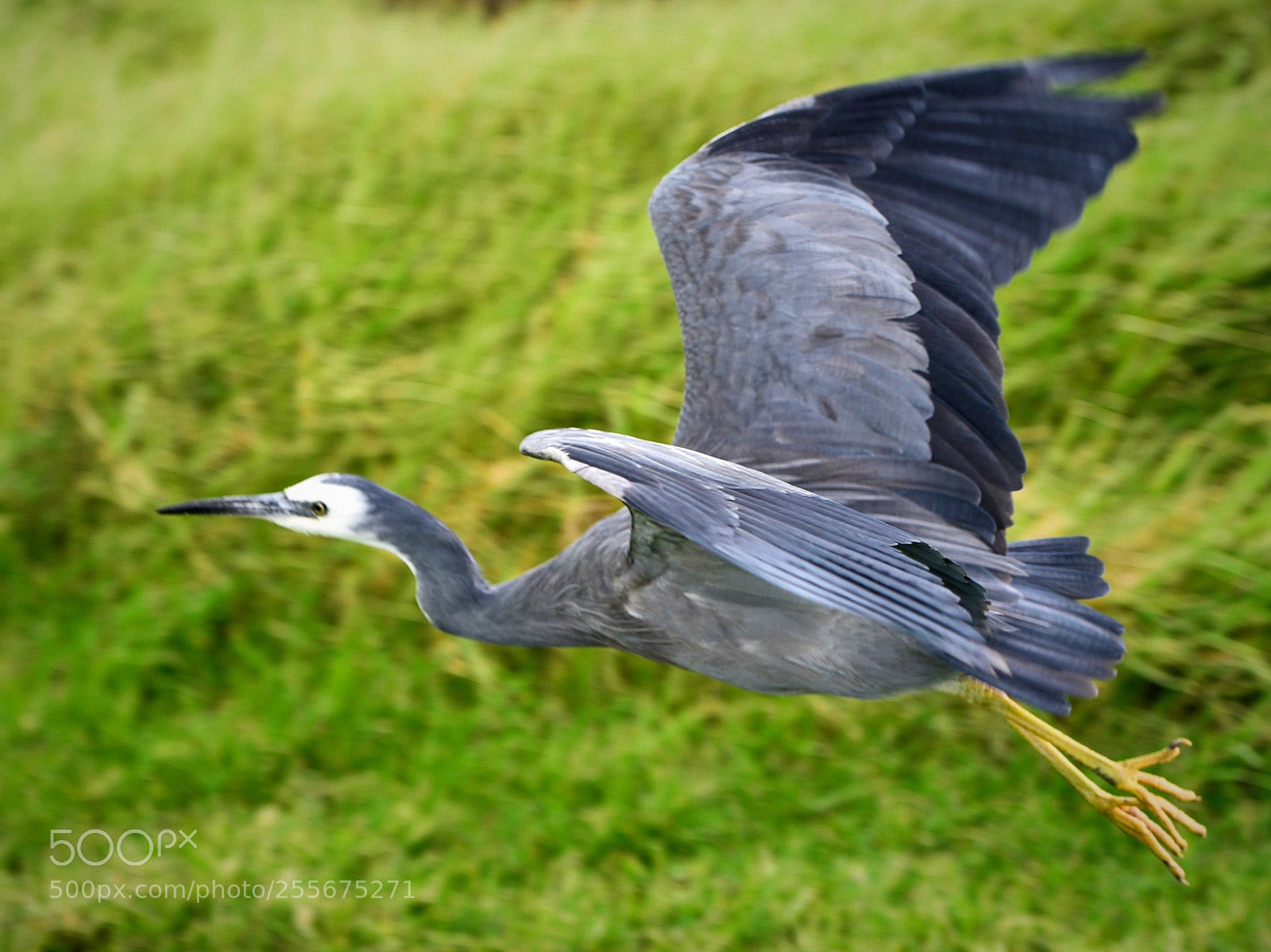 Nikon D810 sample photo. Flying photography