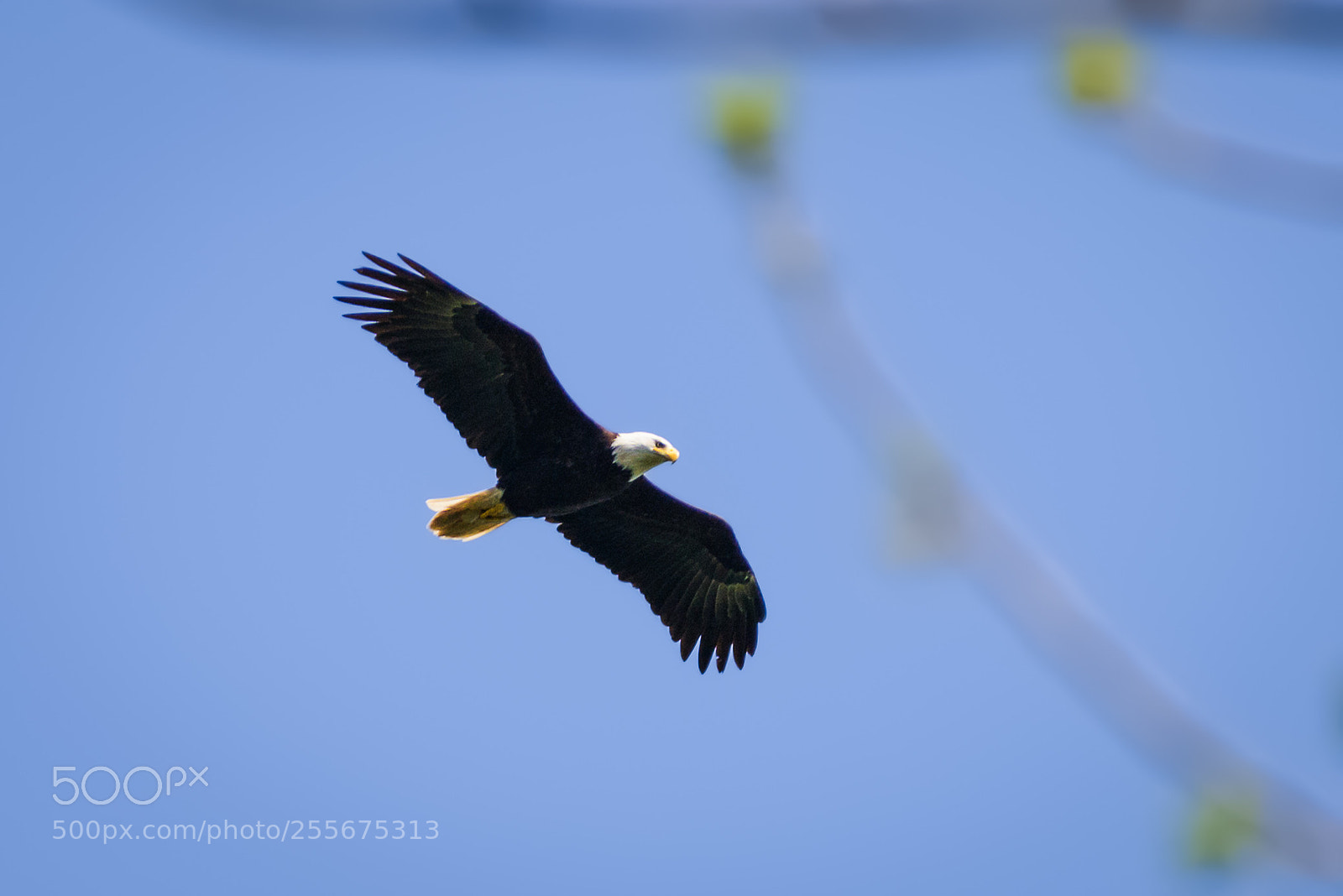 Nikon D800 sample photo. Freedom photography