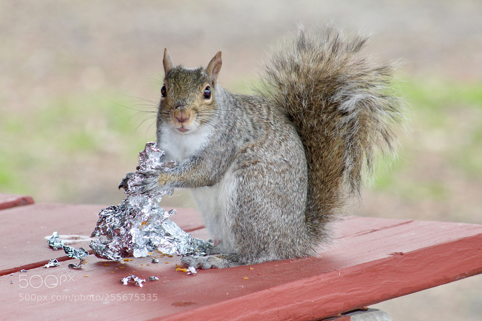 Canon EOS 1300D (EOS Rebel T6 / EOS Kiss X80) sample photo. Squirrel eating from foil photography