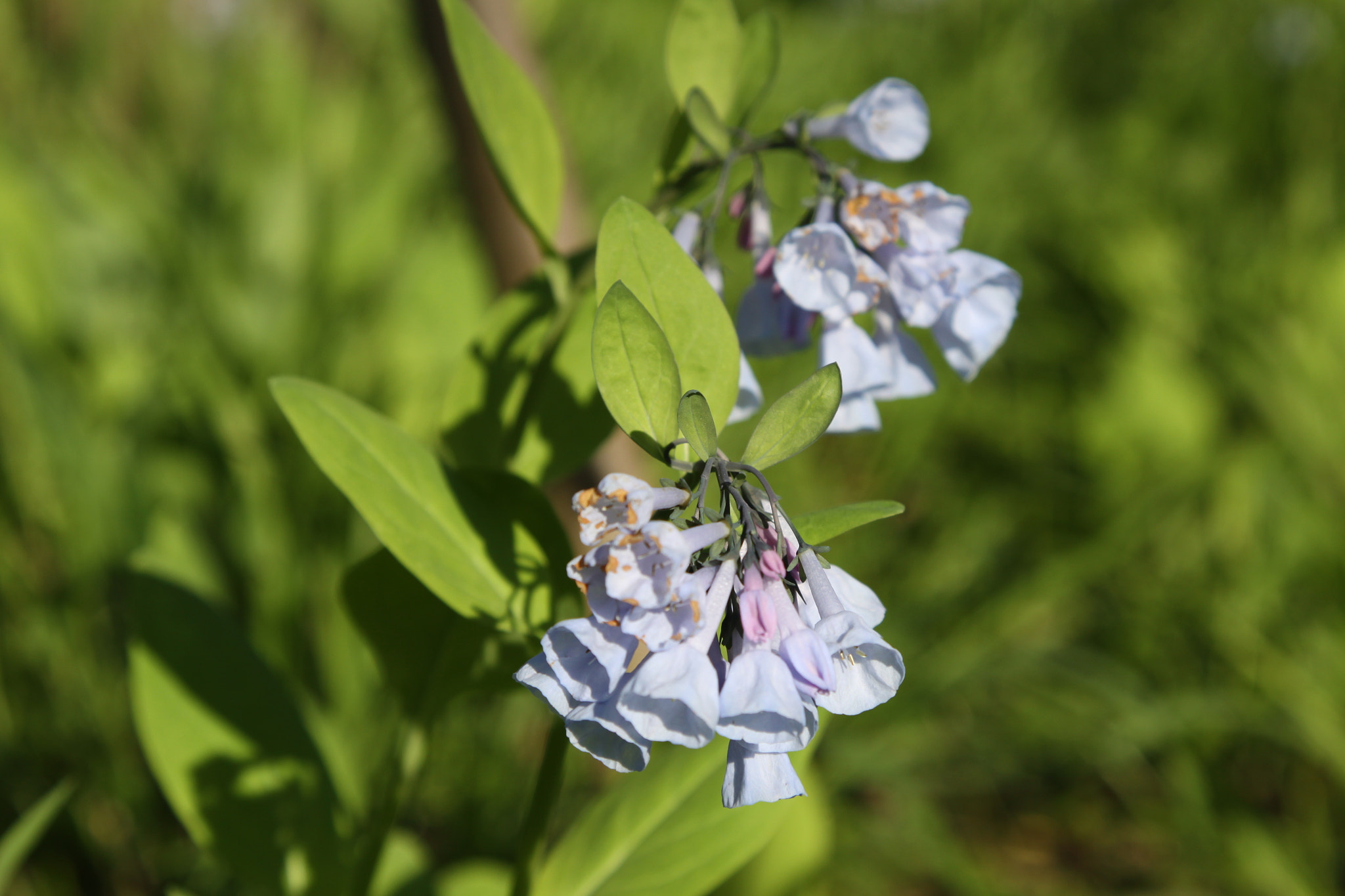 Canon EOS 50D + Canon EF 24-105mm F4L IS USM sample photo. Blue bells photography
