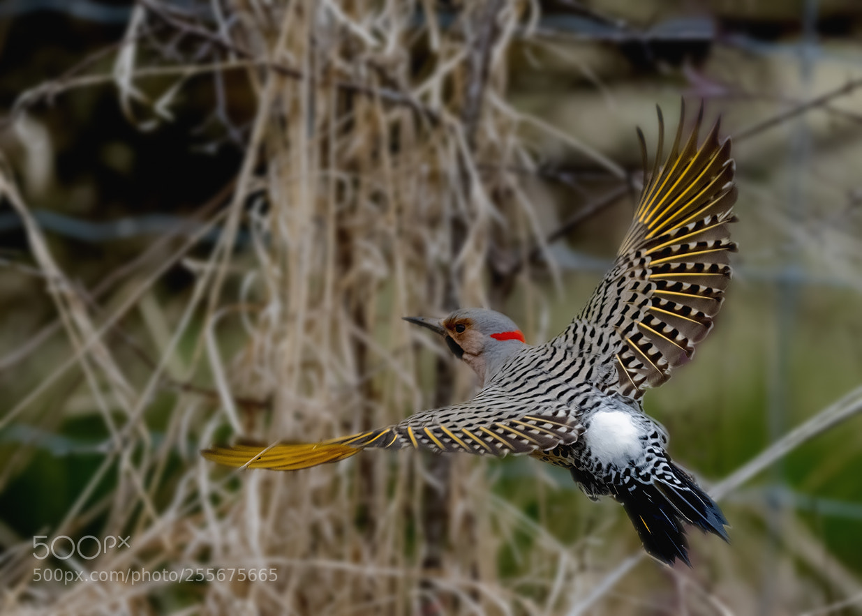 Nikon D850 sample photo. Northern flicker photography