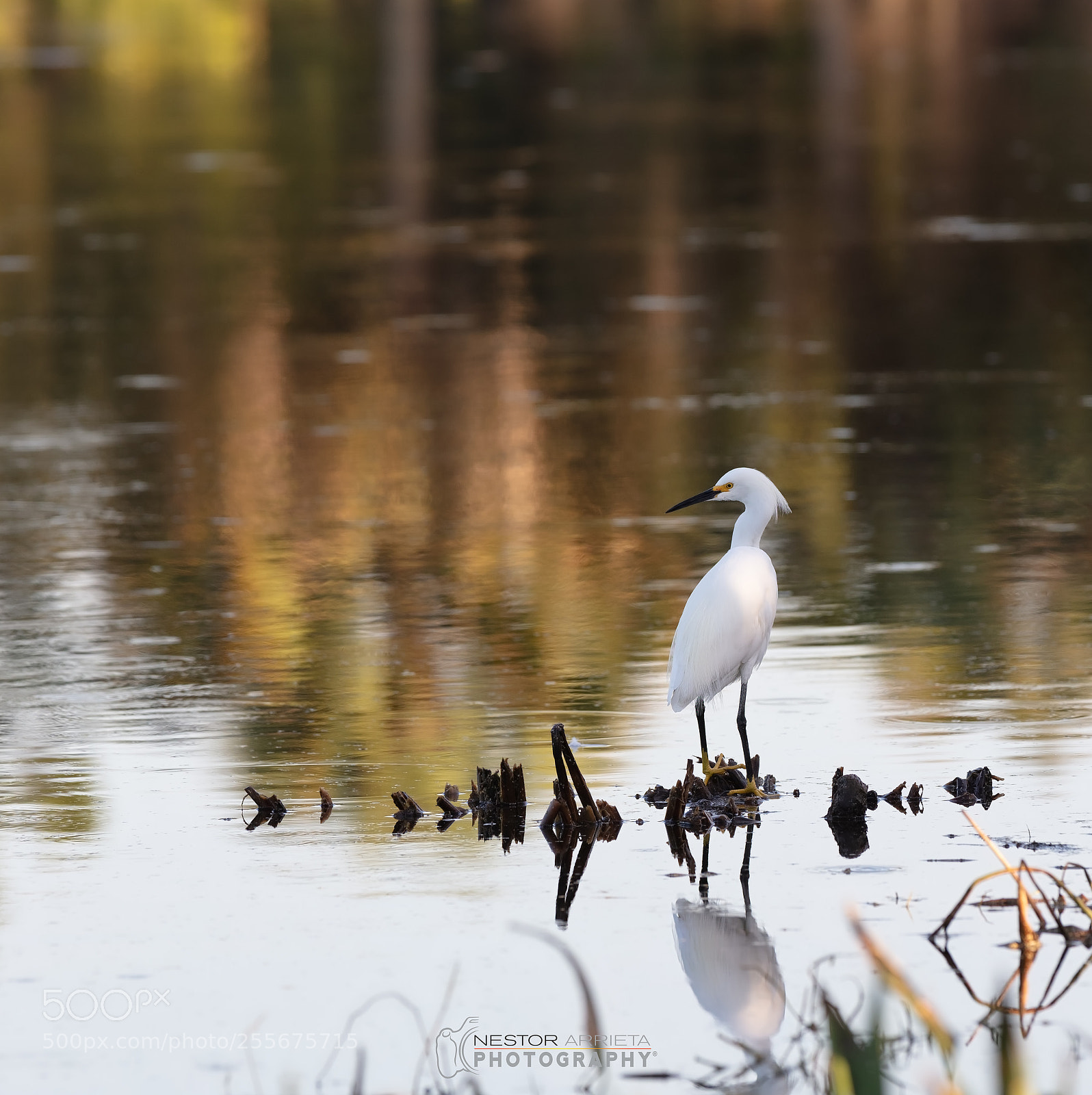 Canon EOS 5DS R sample photo. Peaceful waters photography