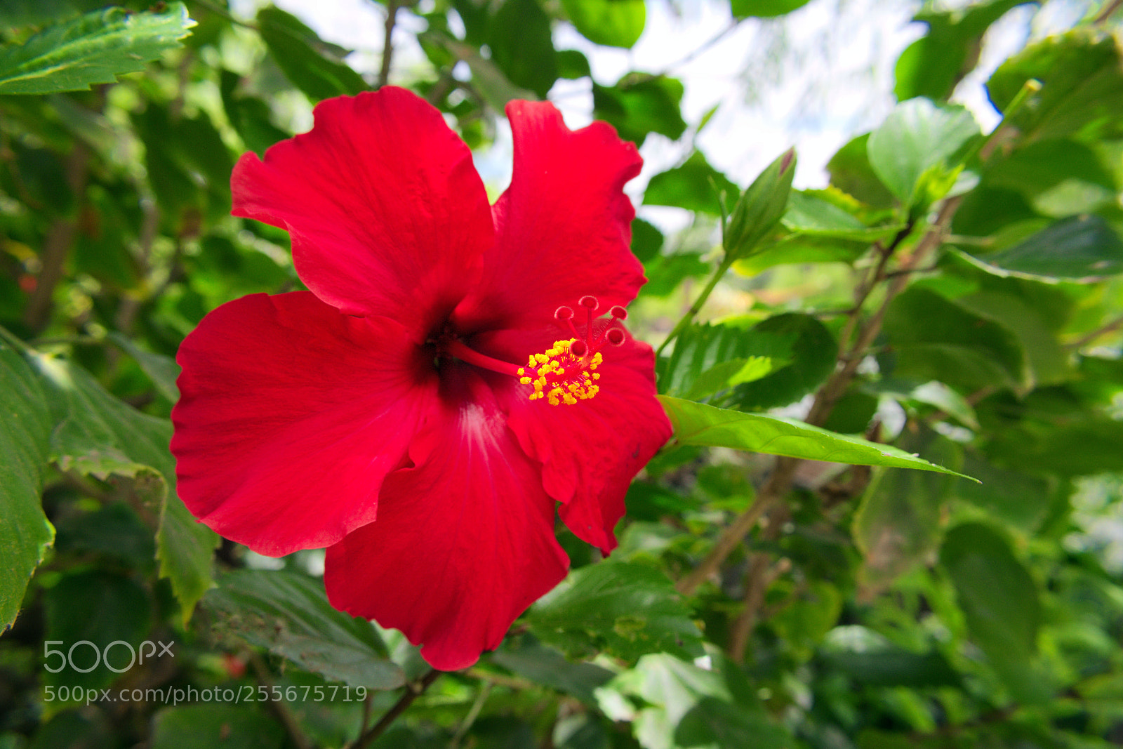 Nikon D3400 sample photo. Hibiscus photography