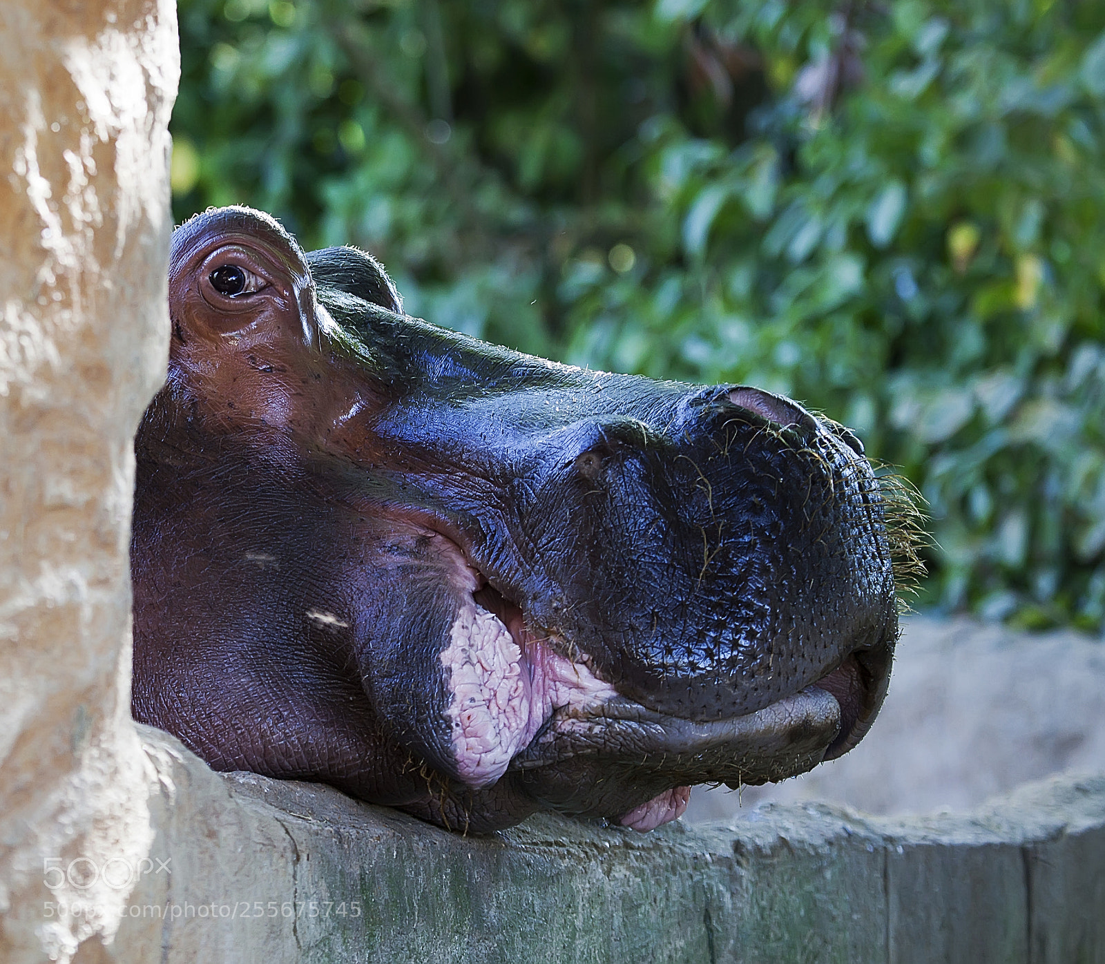 Canon EOS 5D Mark II sample photo. Coucou photography