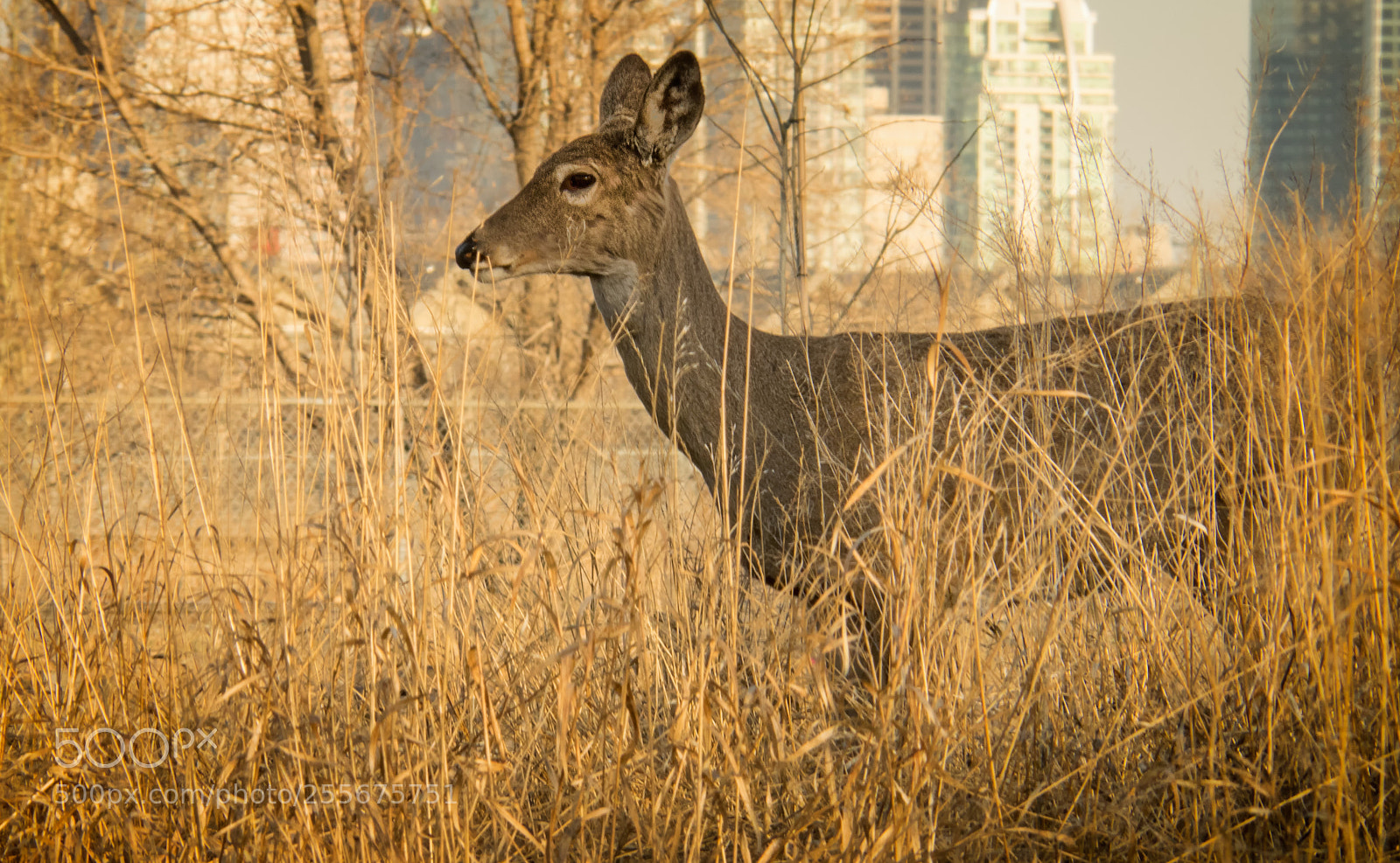 Olympus OM-D E-M1 sample photo. Deer in grass photography