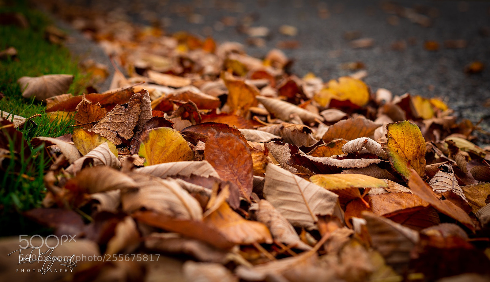 Canon EOS 6D sample photo. Autumnal  photography