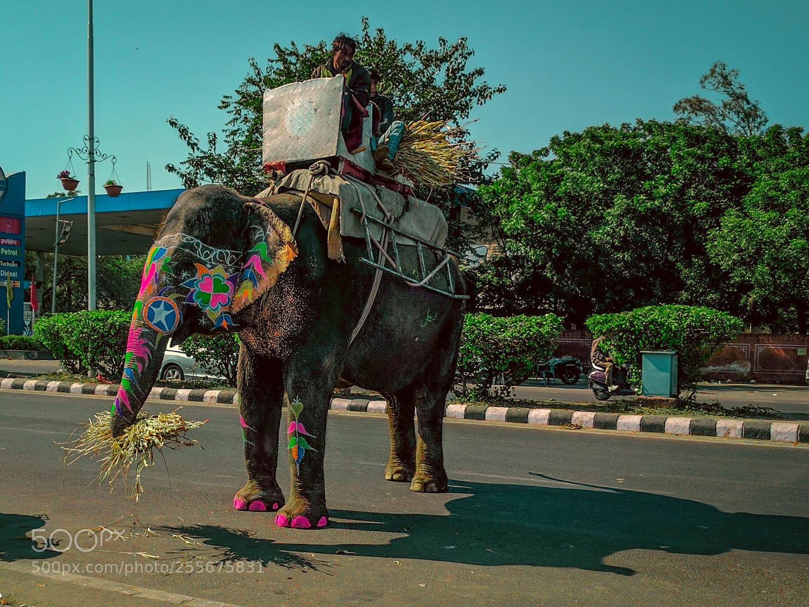 Google Nexus 6P sample photo. Elephant photography
