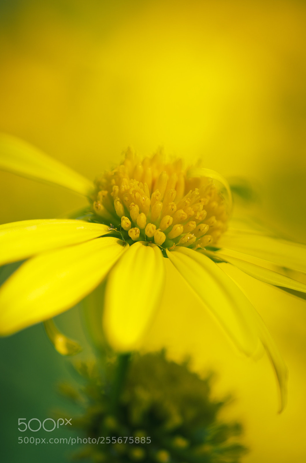 Pentax K-5 sample photo. Yellow photography