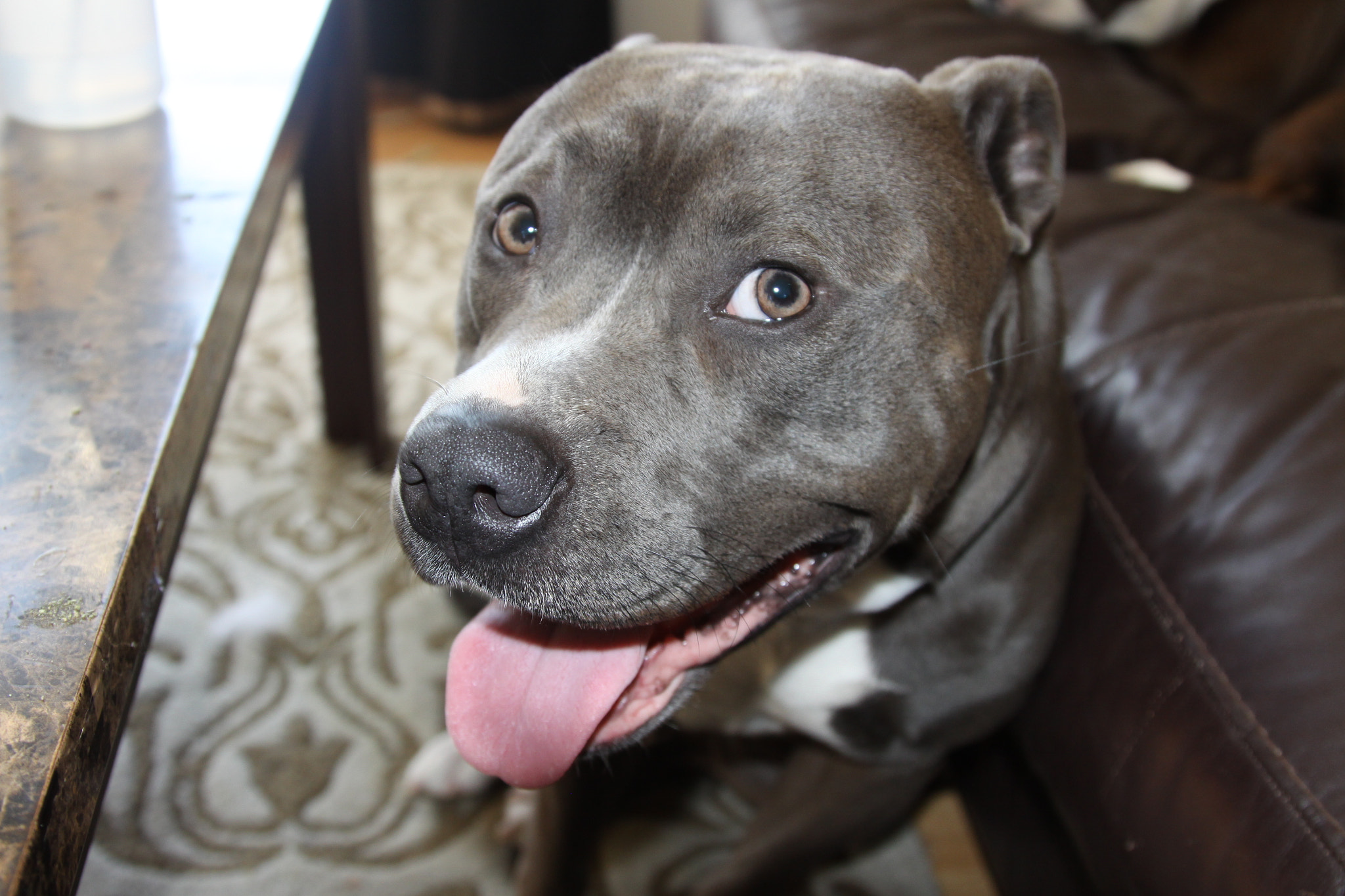 Canon EOS 50D + Canon EF 24-105mm F4L IS USM sample photo. Pitbull photography