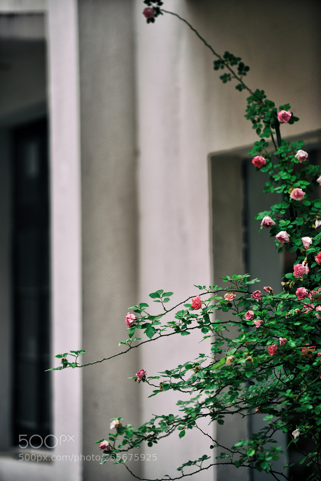Nikon D800 sample photo. 春深 photography