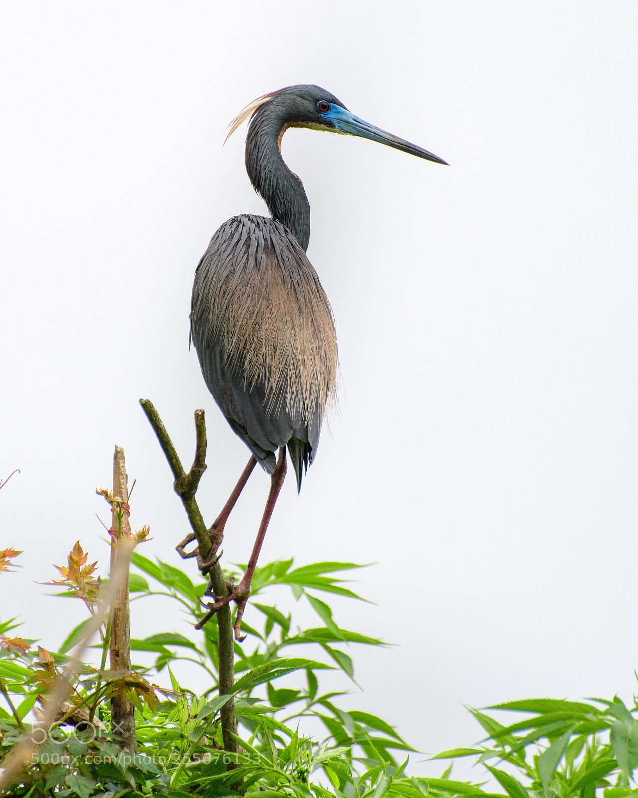Nikon D500 sample photo. Tricolor heron photography