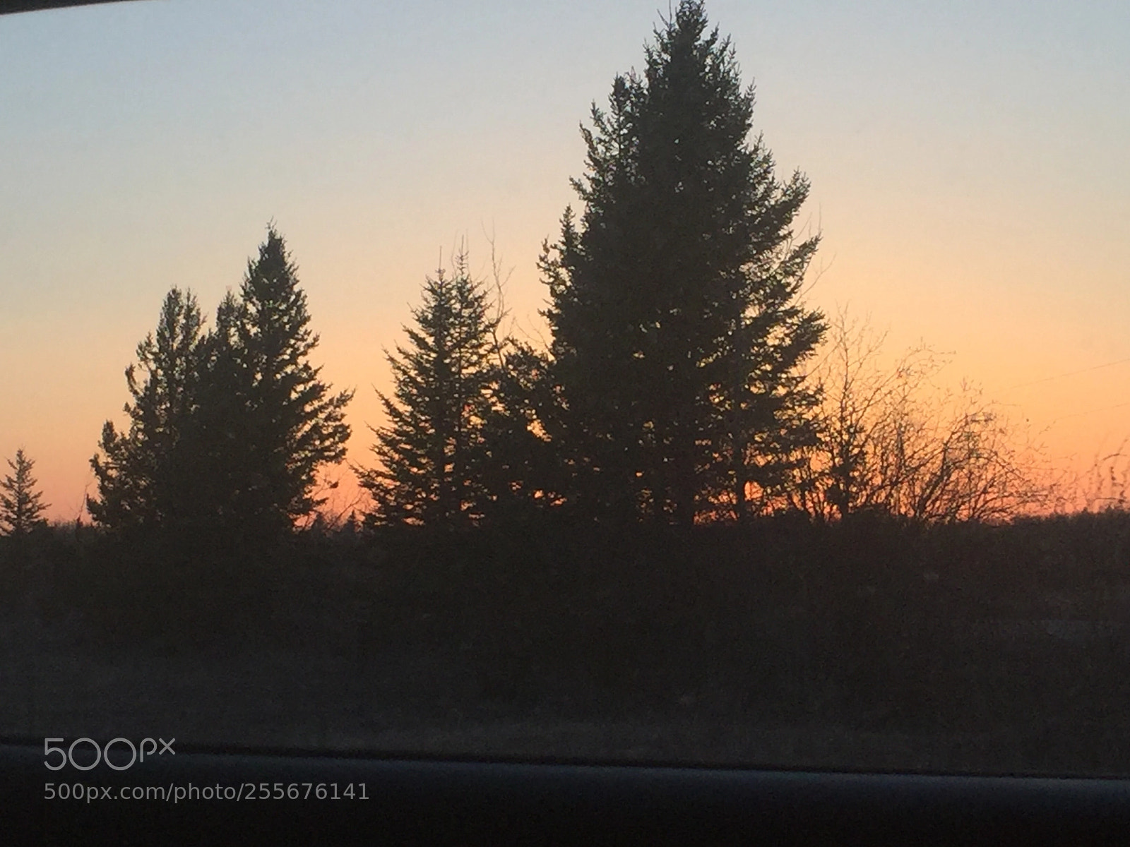 Apple iPhone 6 sample photo. Just a tree photography