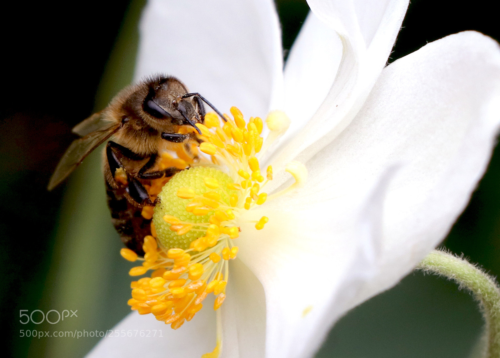 Canon EOS 80D sample photo. Beautiful busy bee buzz photography