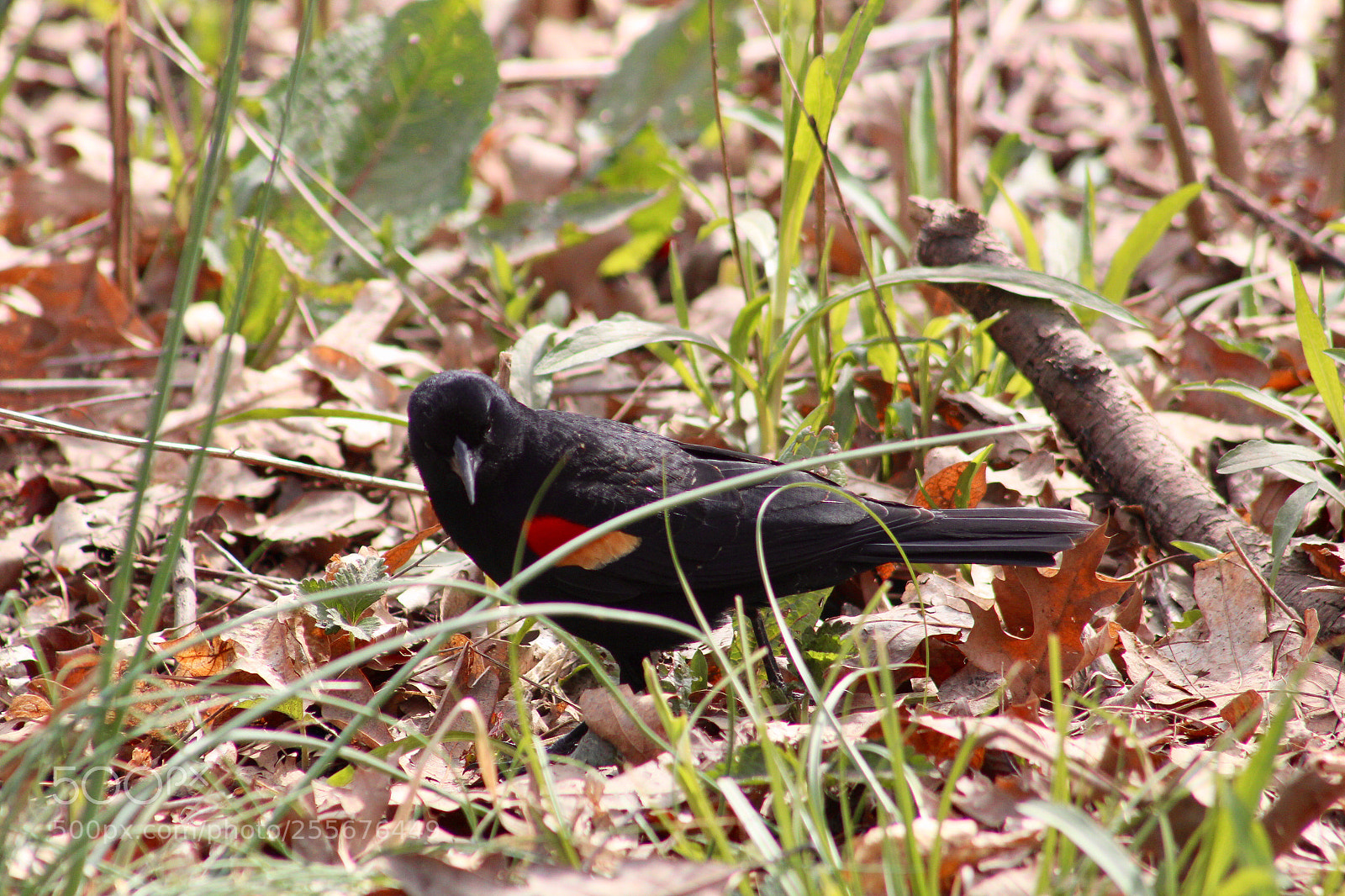 Canon EOS 1300D (EOS Rebel T6 / EOS Kiss X80) sample photo. Red wing black bird  photography