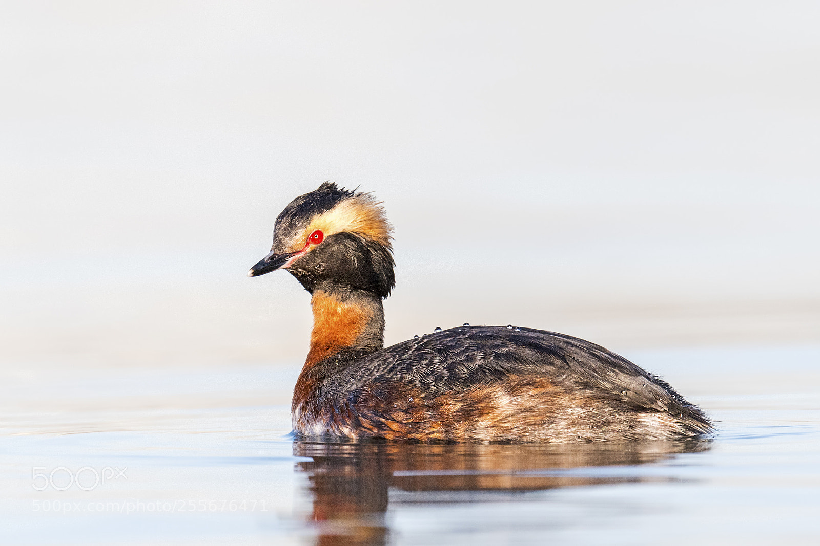 Nikon D850 sample photo. Horned grebe photography
