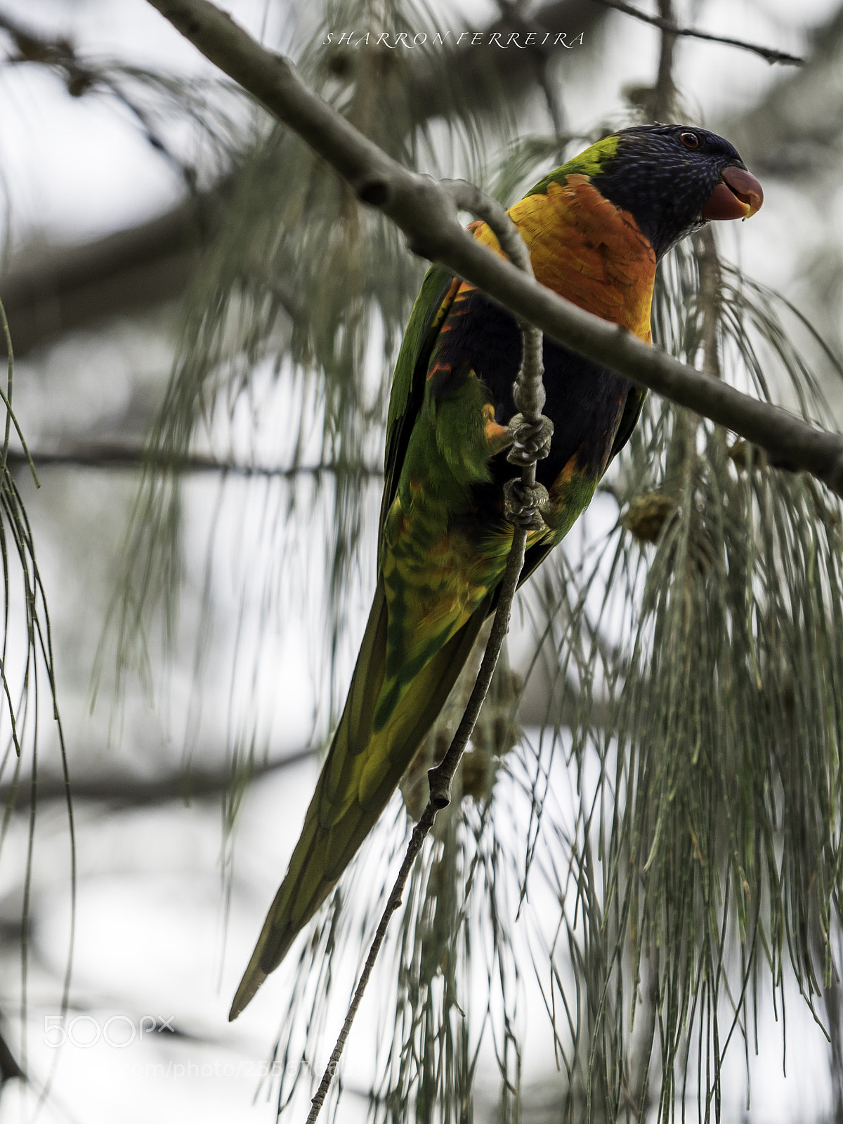 Olympus OM-D E-M5 II sample photo. The rainbow lorikeet photography