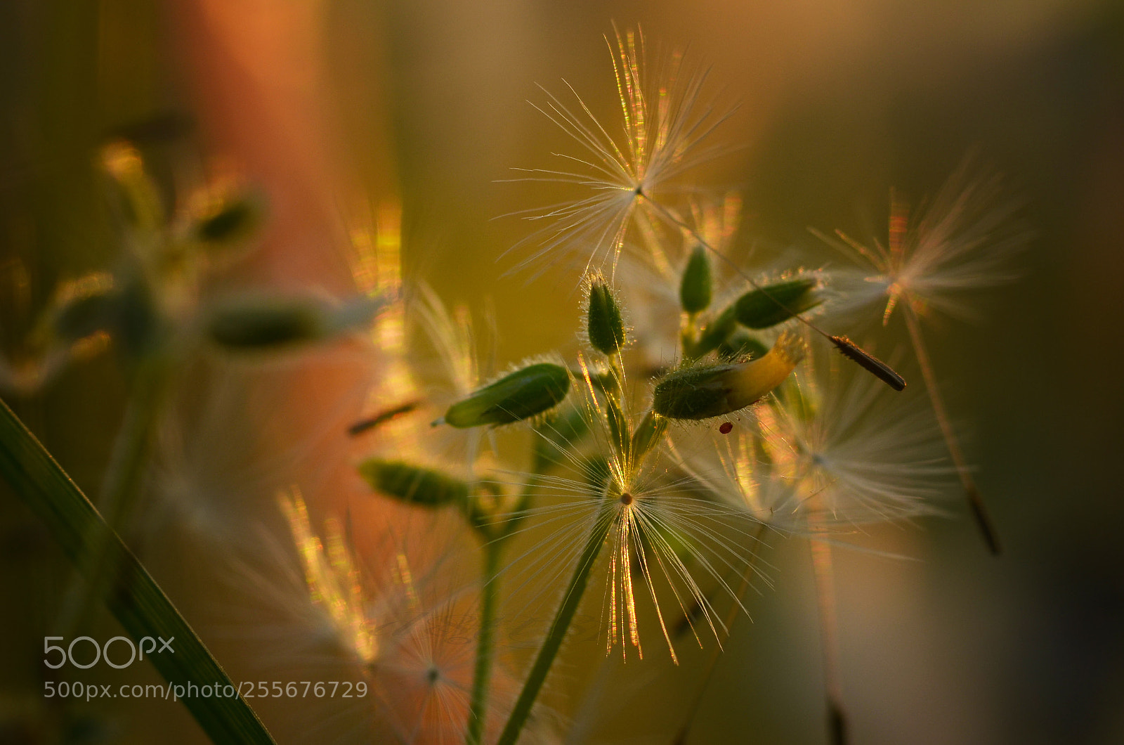 Nikon D7000 sample photo. Floral photography
