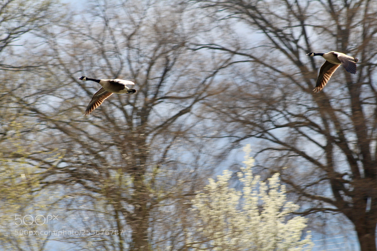 Canon EOS 1300D (EOS Rebel T6 / EOS Kiss X80) sample photo. Two geese flying pass photography