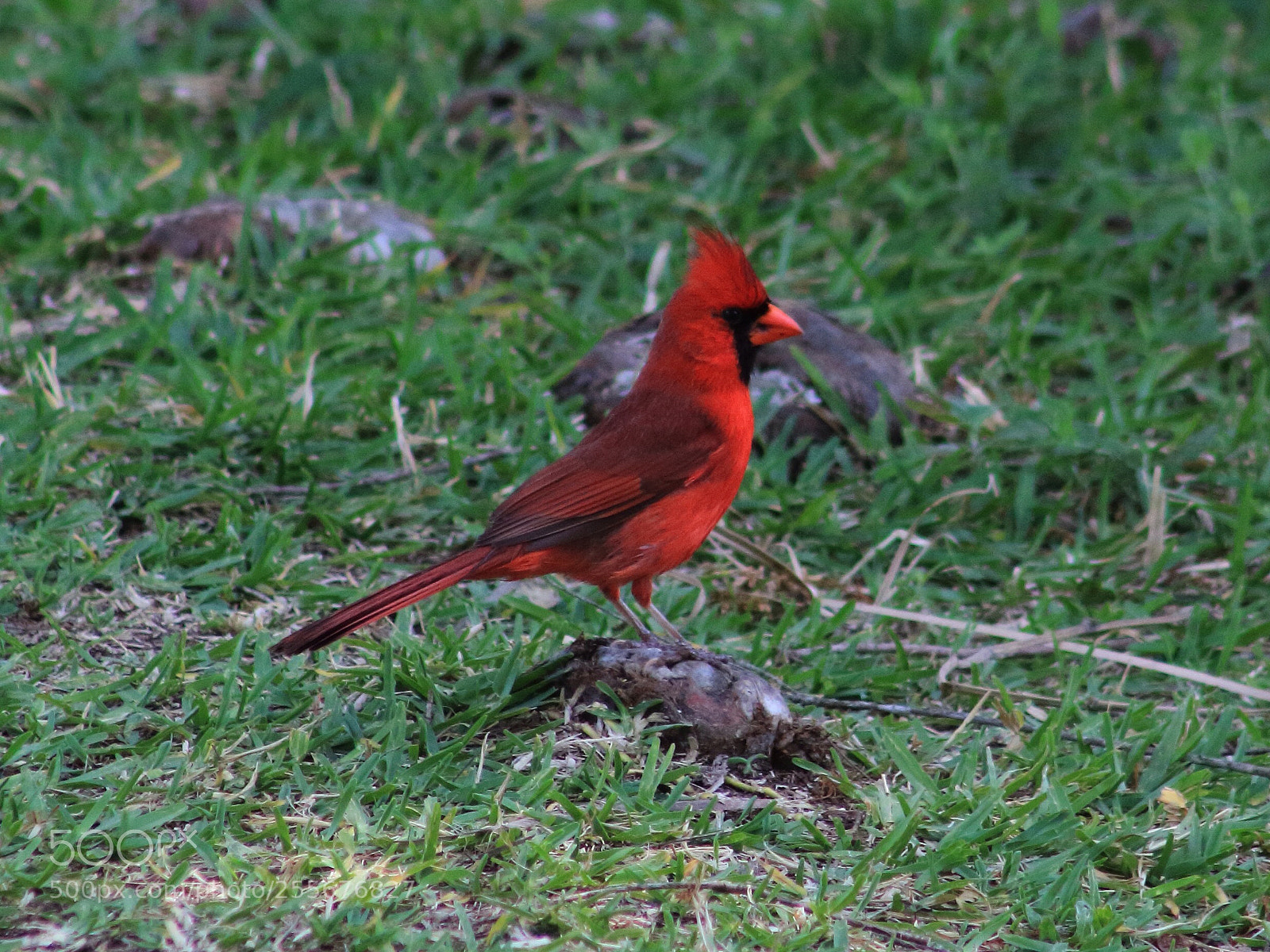 Canon EOS 60D sample photo. Cardinal  photography