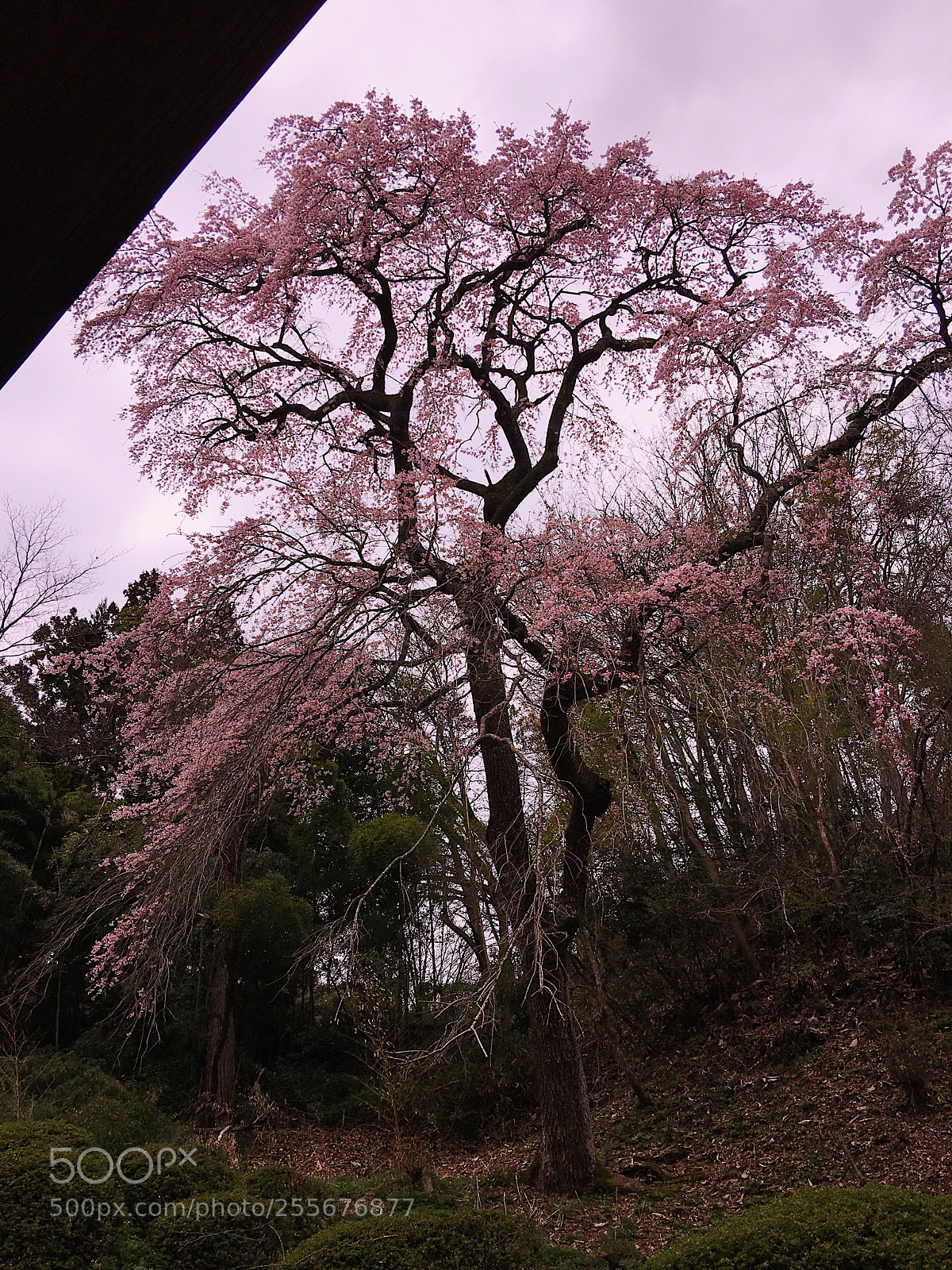 Apple iPhone 6s Plus sample photo. Ｓａｋｕｒａ photography
