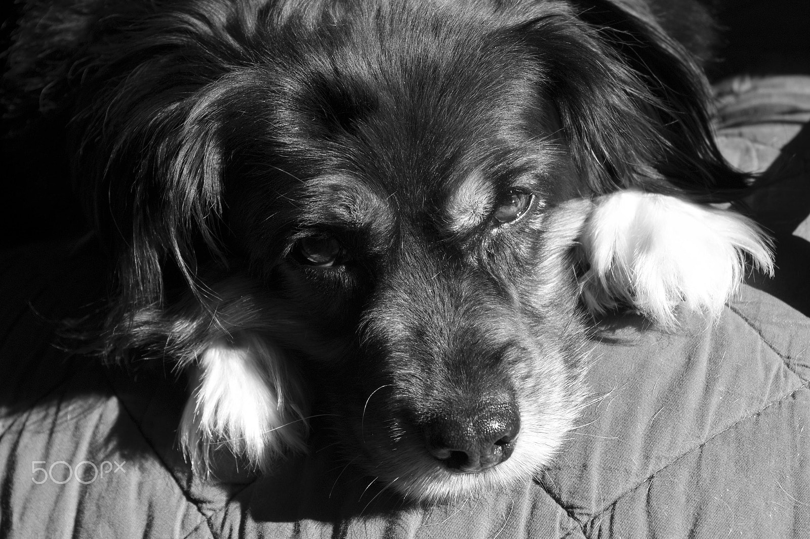 Pentax K-70 sample photo. Pensive pup photography
