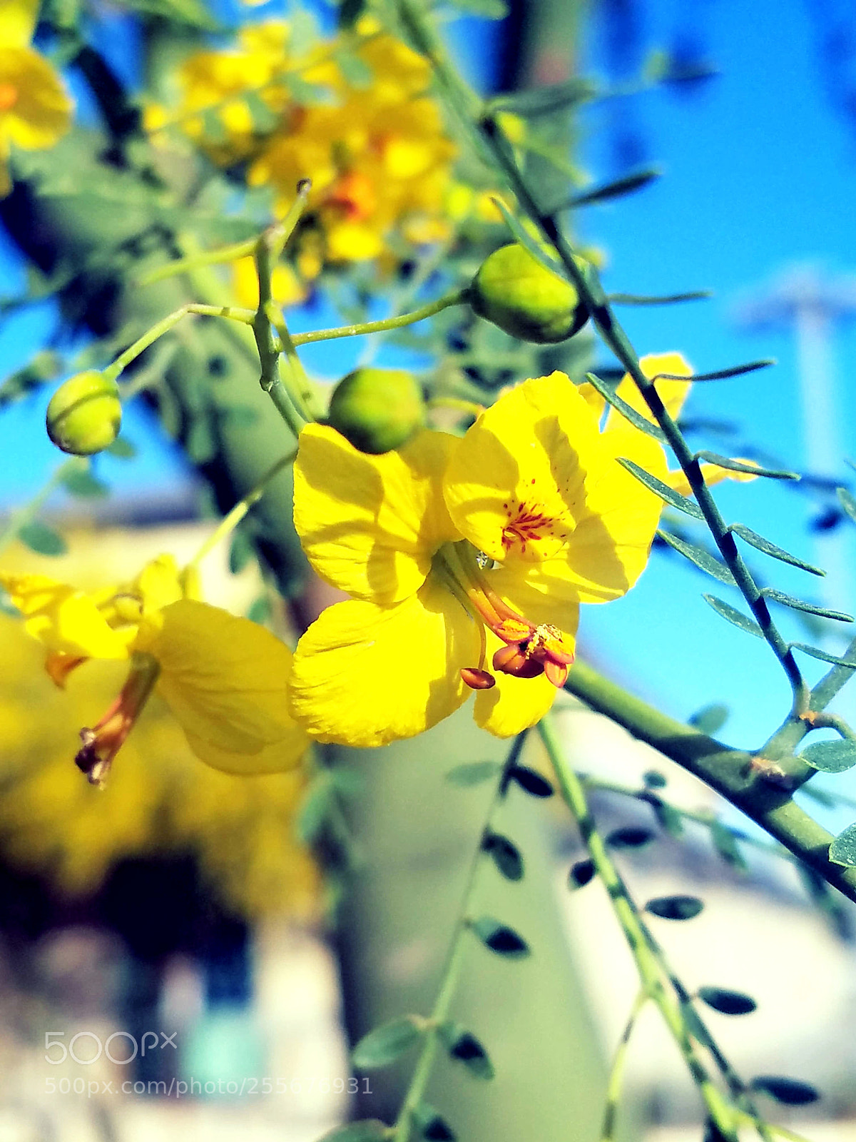 Samsung Galaxy S7 sample photo. ??? photography