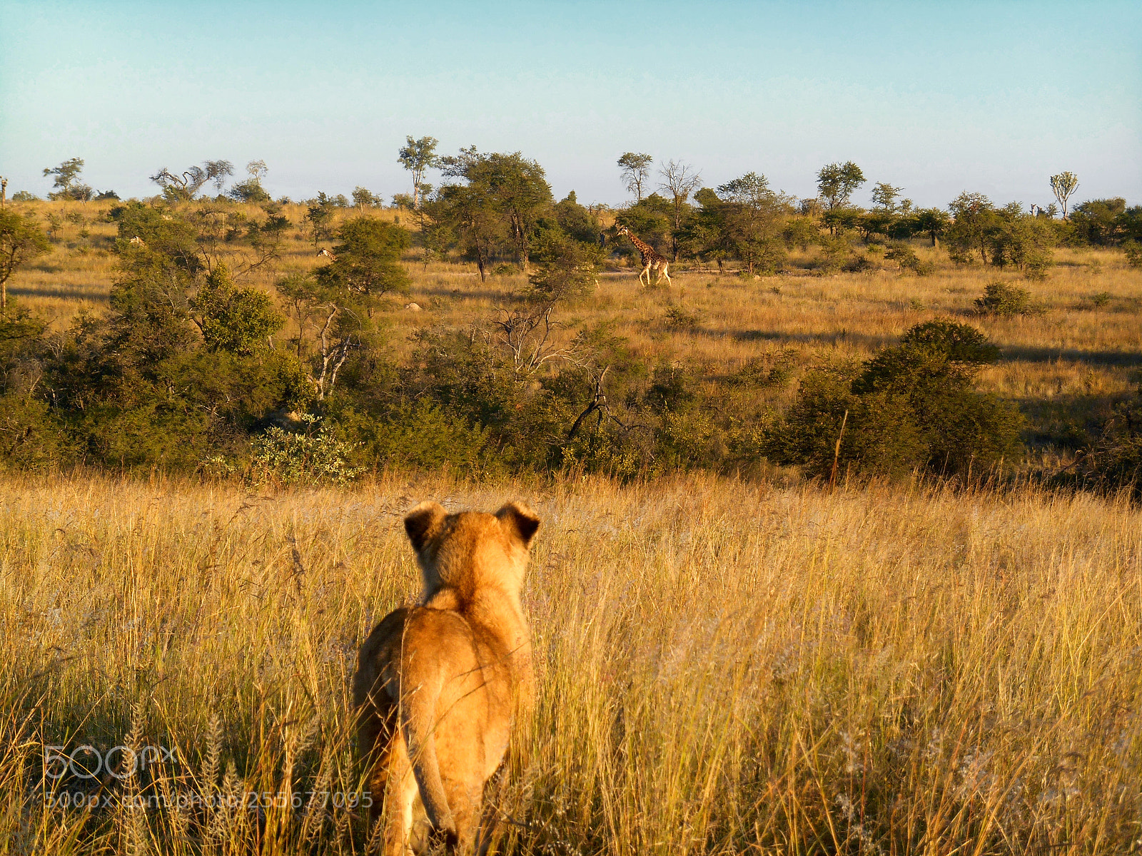 Nikon Coolpix S3500 sample photo. Lion on the prowel photography
