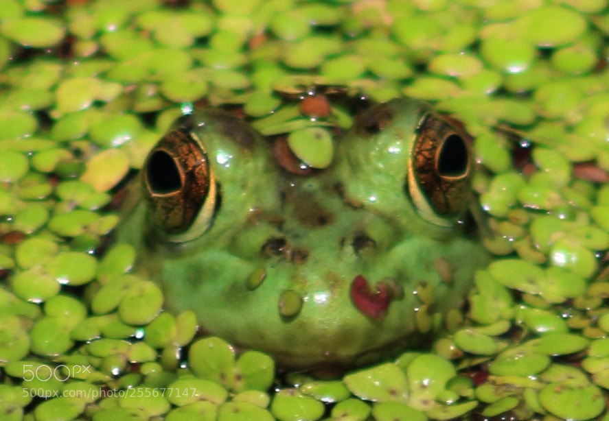 Canon EOS 60D sample photo. Frog photography