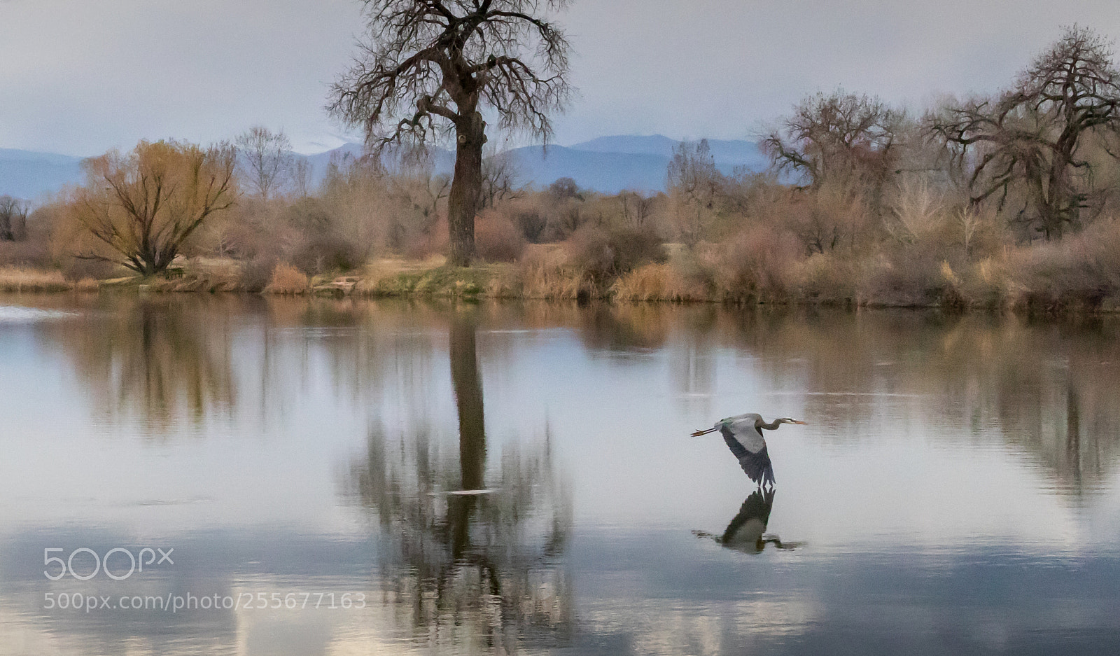 Canon EOS 80D sample photo. Blue heron flight iii photography