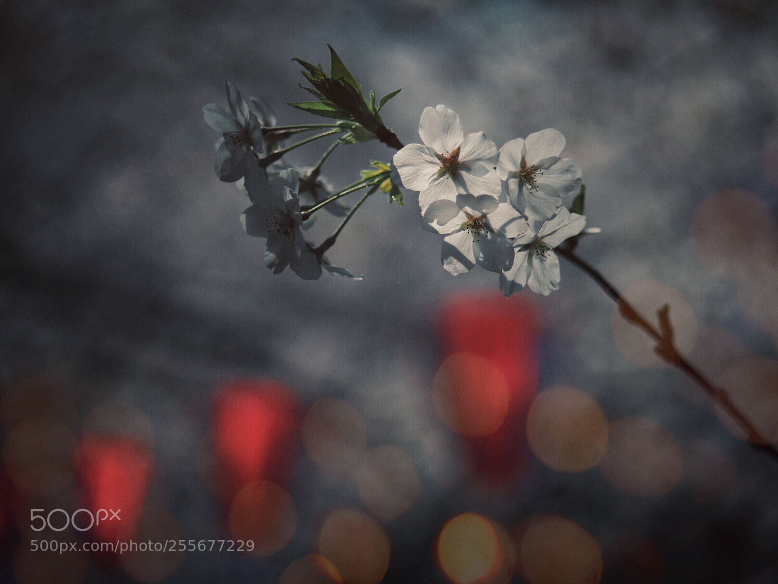 Olympus OM-D E-M10 II sample photo. Fantasy sakura photography