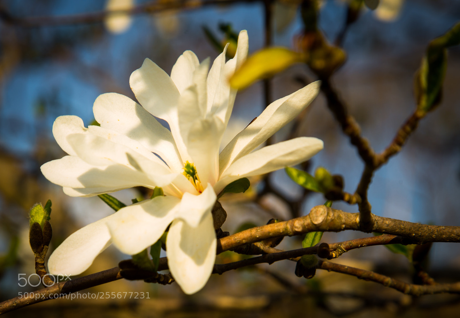 Canon EOS 6D sample photo. Img photography