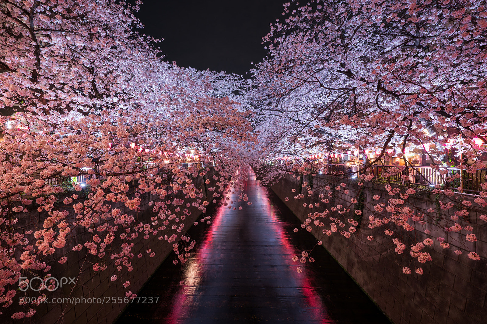 Sony a7R II sample photo. 目黑川夜櫻 photography