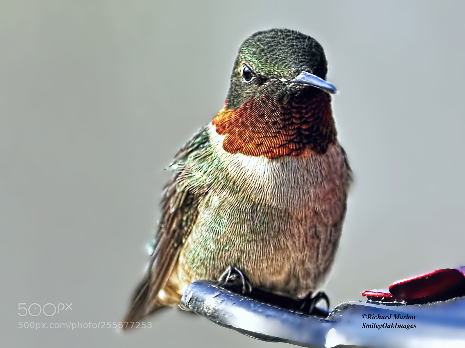 Nikon D5000 sample photo. Hummingbird photography