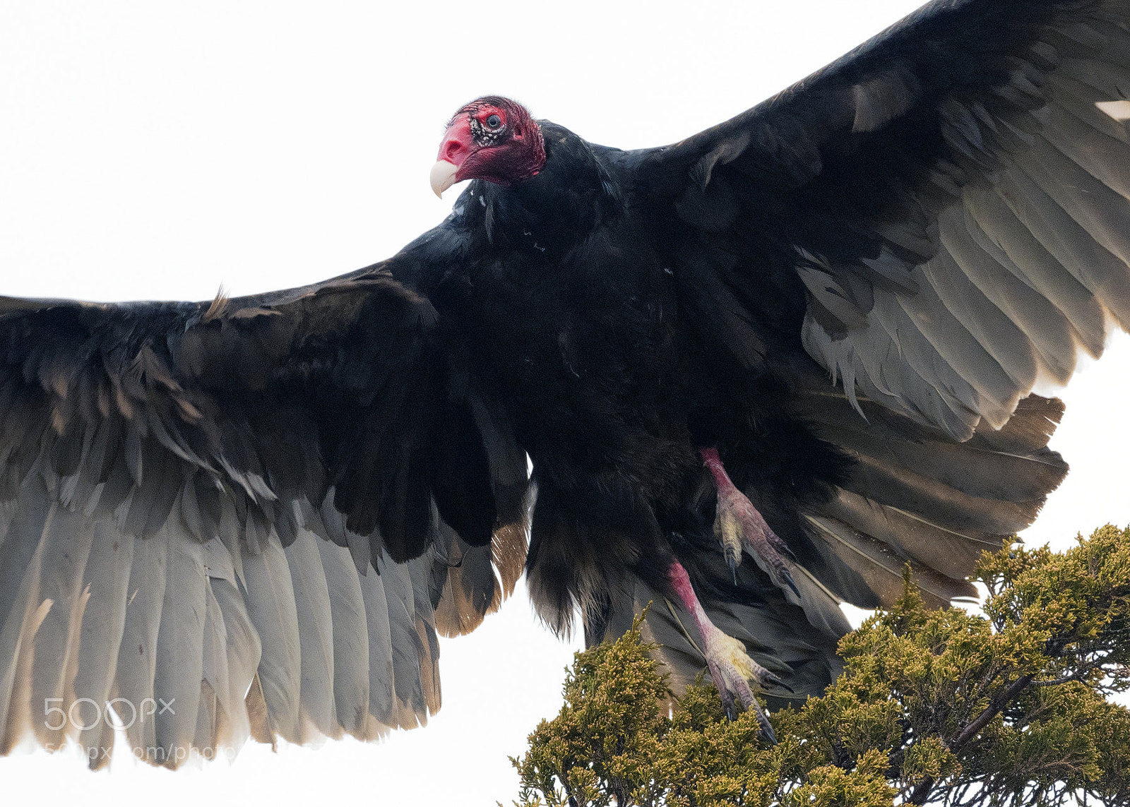 Nikon D850 sample photo. Turkey vulture photography