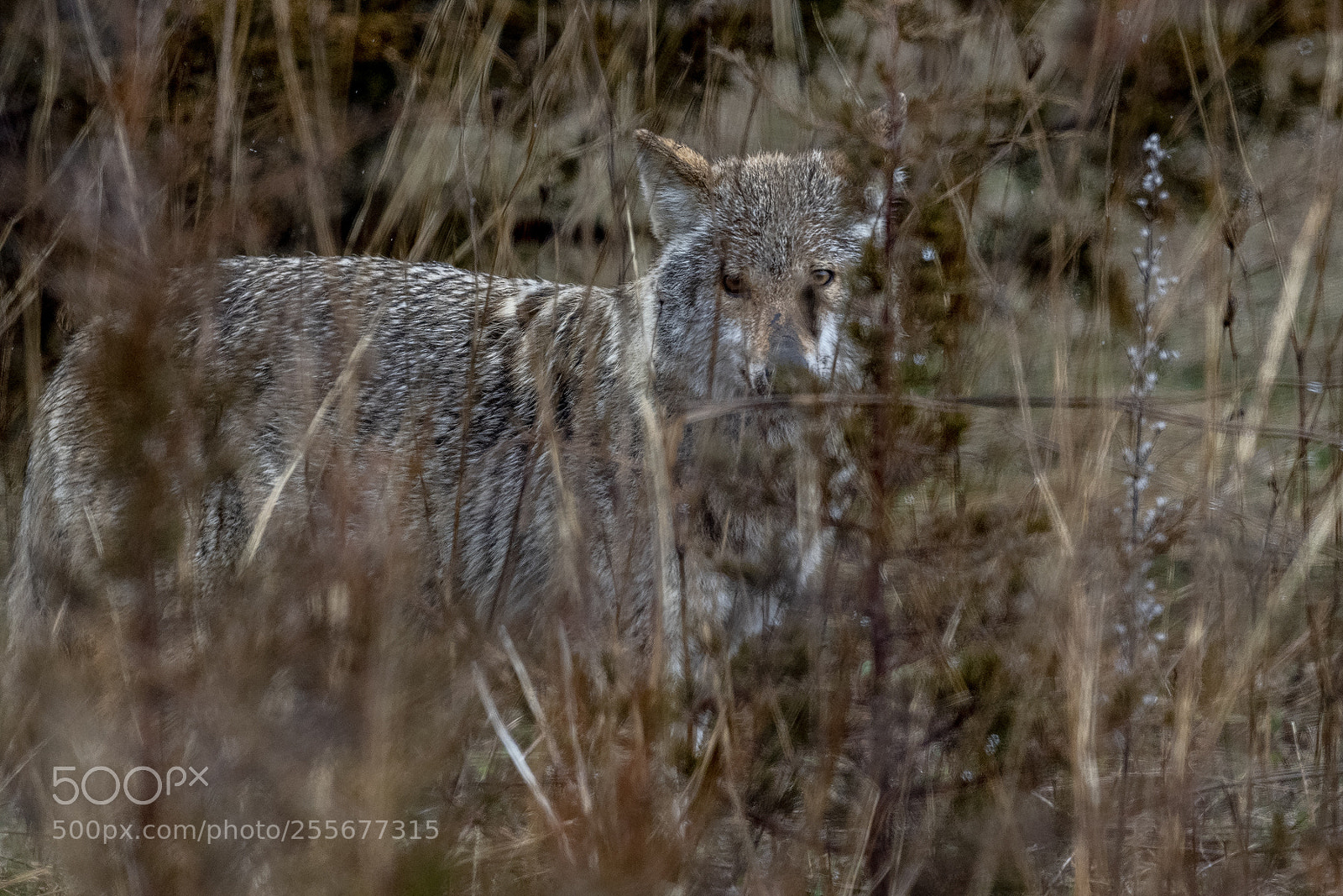 Nikon D850 sample photo. Coyote photography