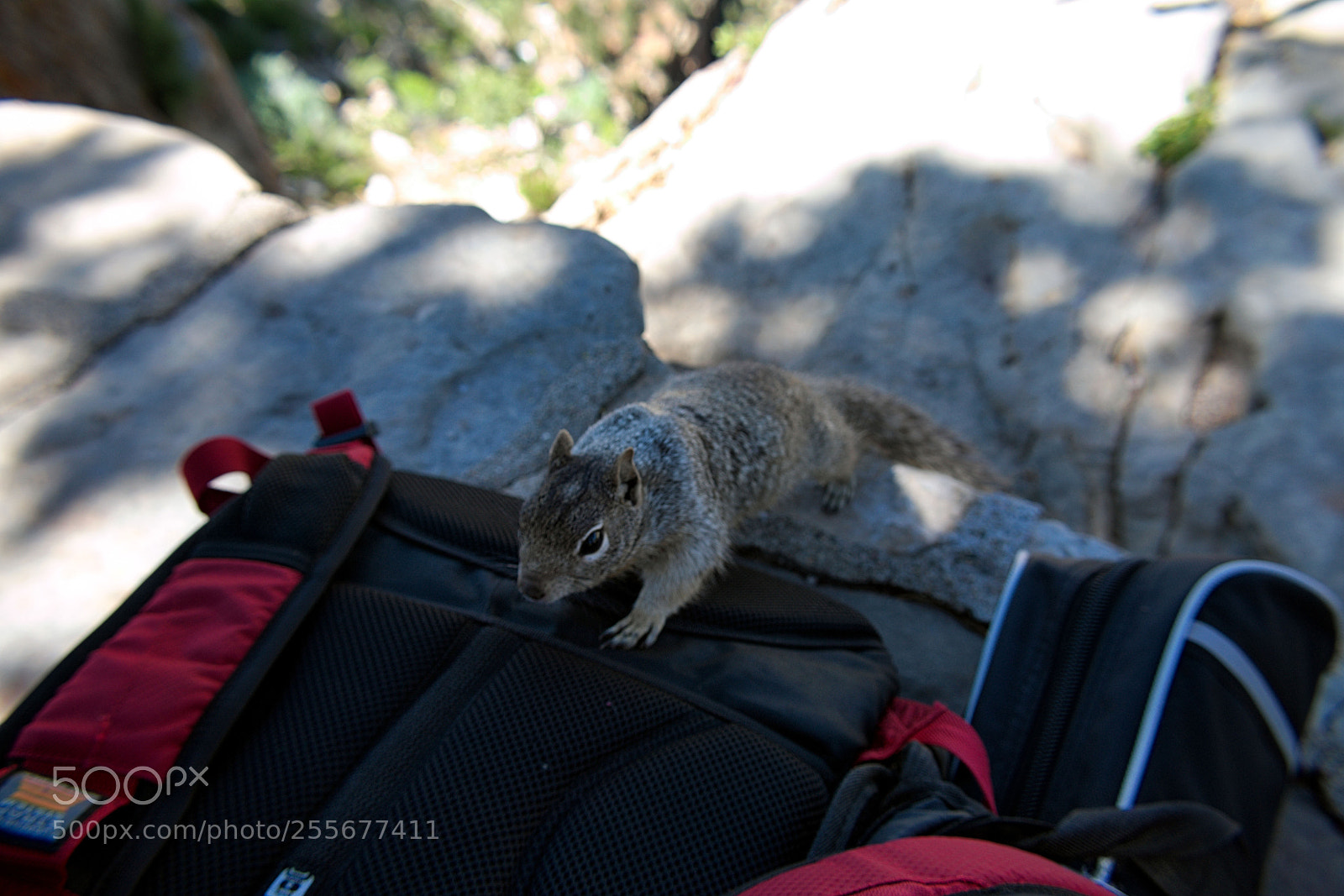 Nikon D3400 sample photo. Thieving squirrel photography
