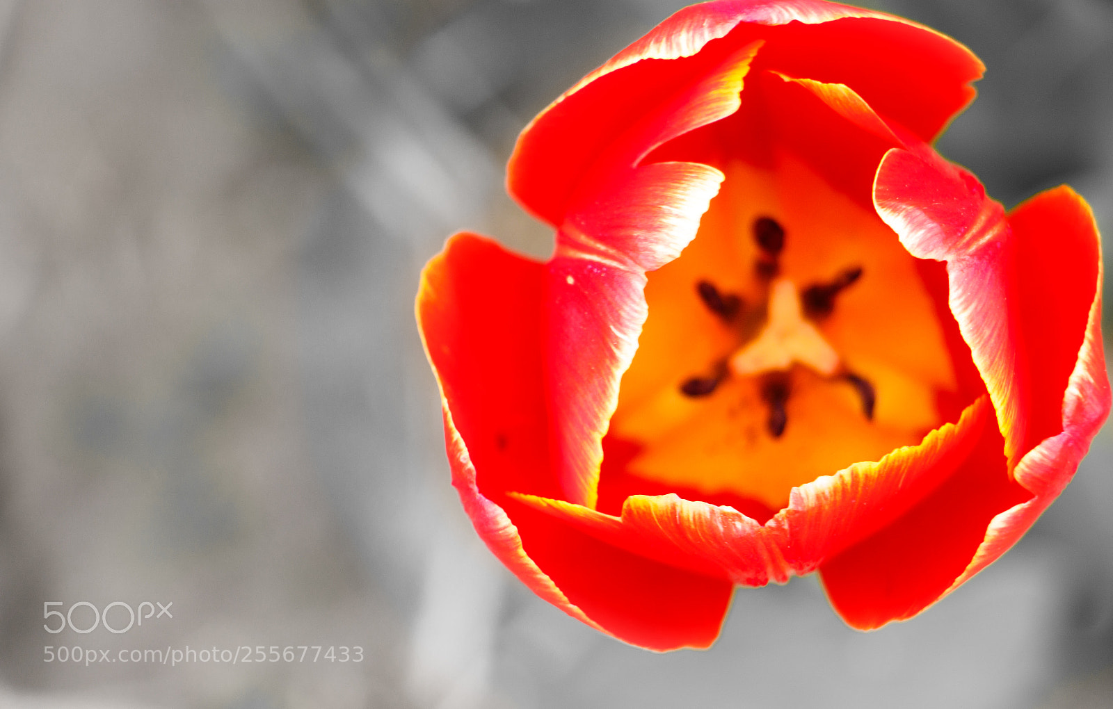 Canon EOS 7D Mark II sample photo. A tulip photography
