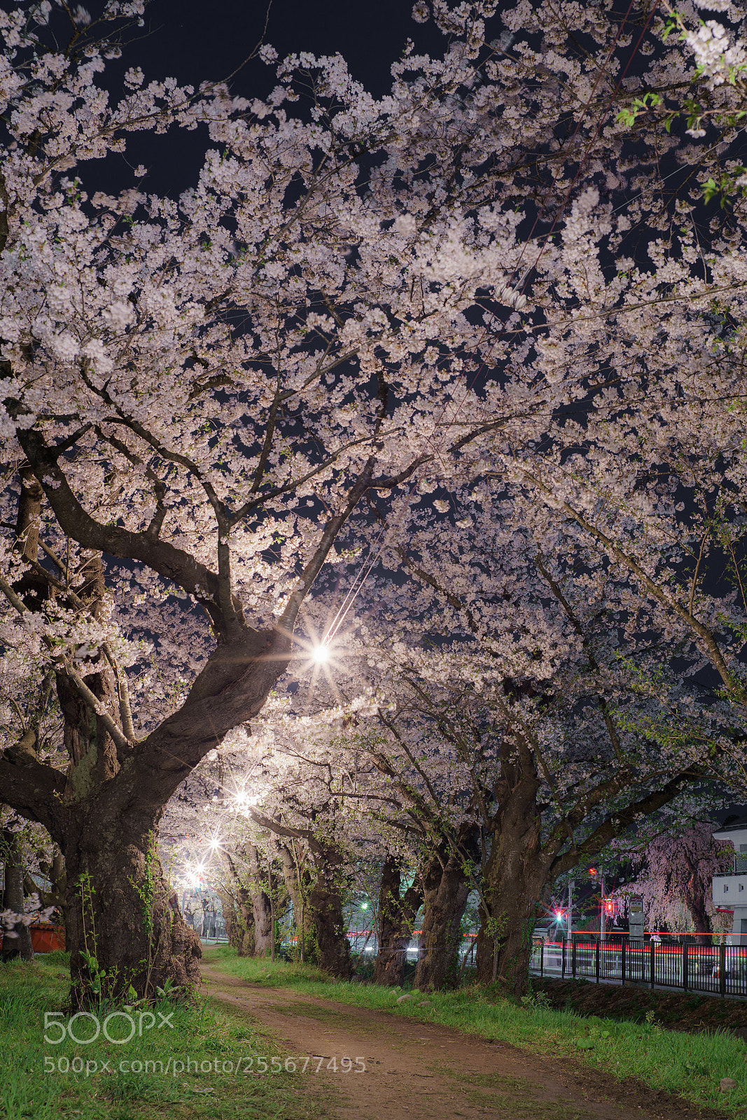 Sony a7R II sample photo. Yozakura - cherry blossoms photography