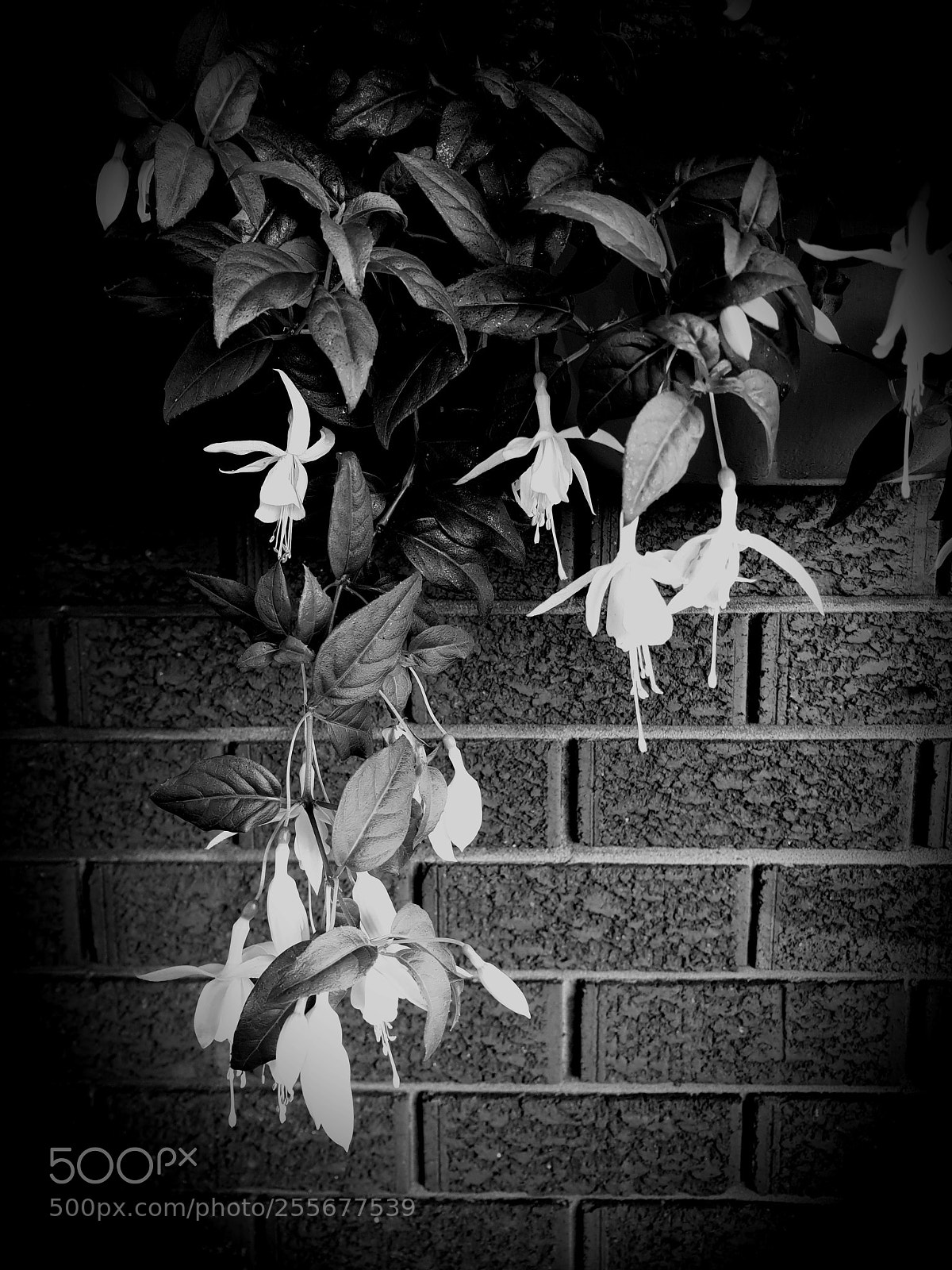 Samsung Galaxy S9+ sample photo. Fuchsia b&w photography