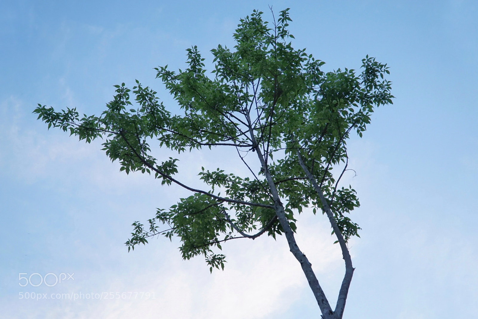 Sony a6000 sample photo. Tree photography