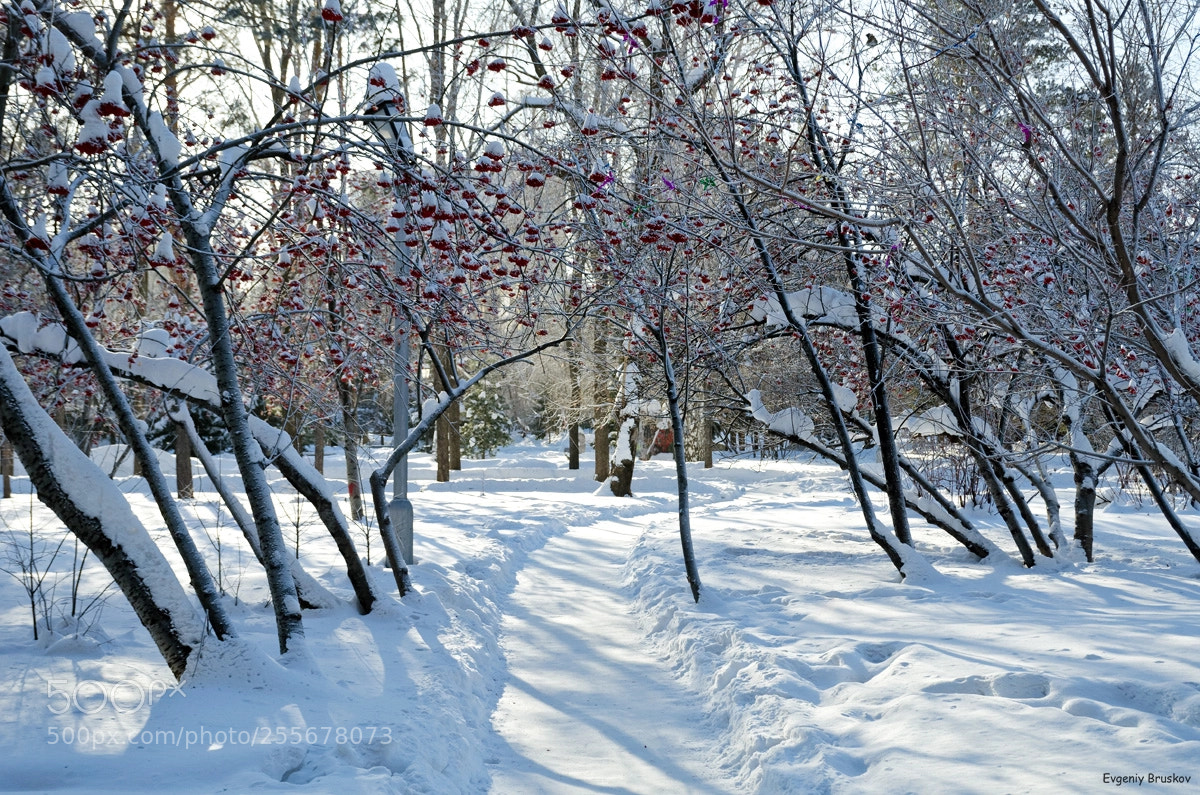 Nikon D7000 sample photo. Зима photography