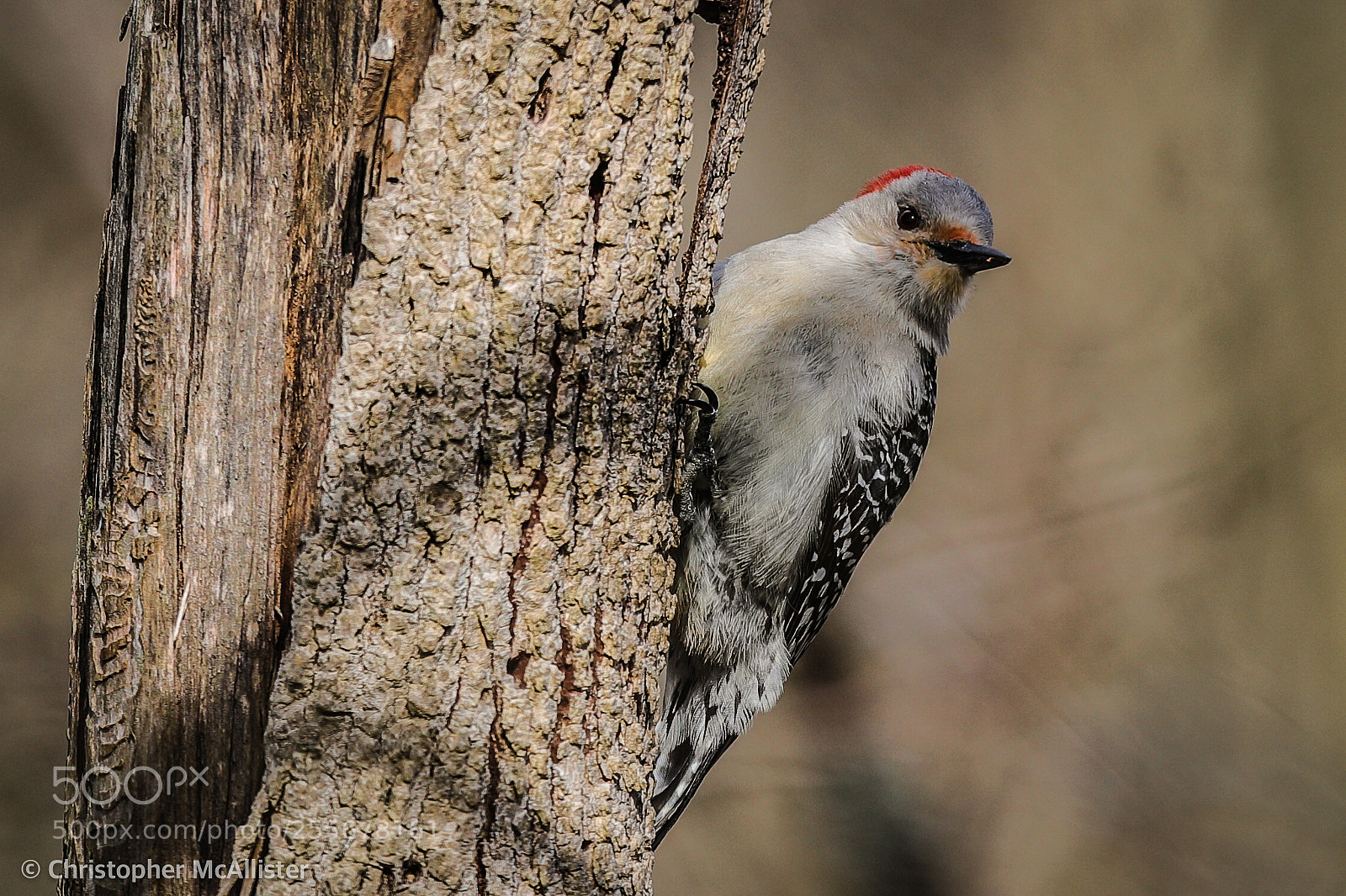 Canon EOS 5DS R sample photo. Peek-a-boo! photography