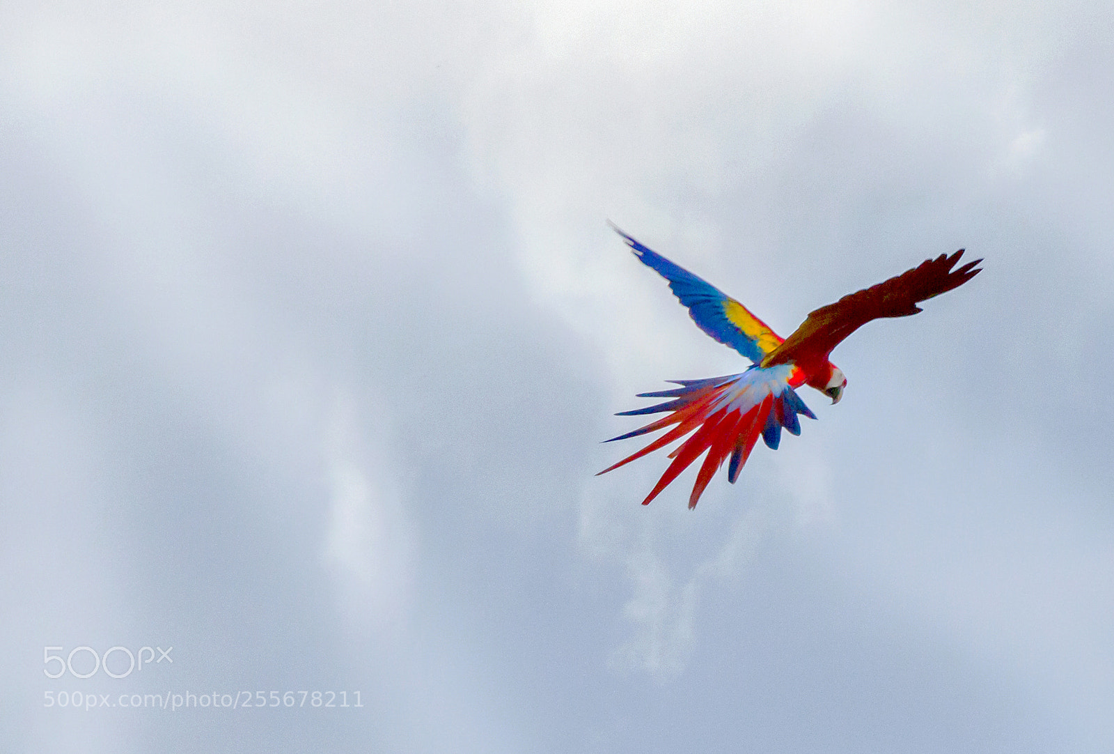 Canon EOS 7D sample photo. Flying colors photography
