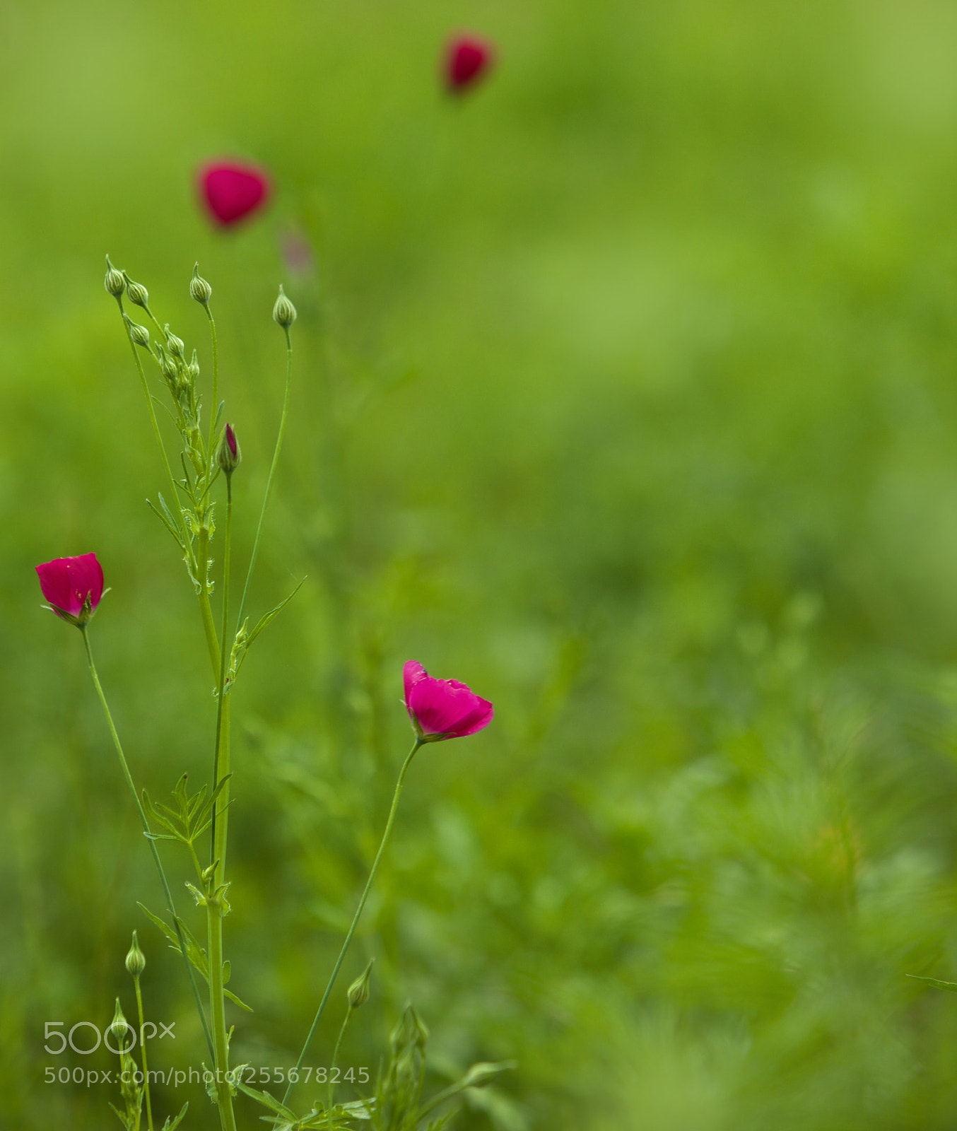 Canon EOS 5D Mark II sample photo. 5103 photography