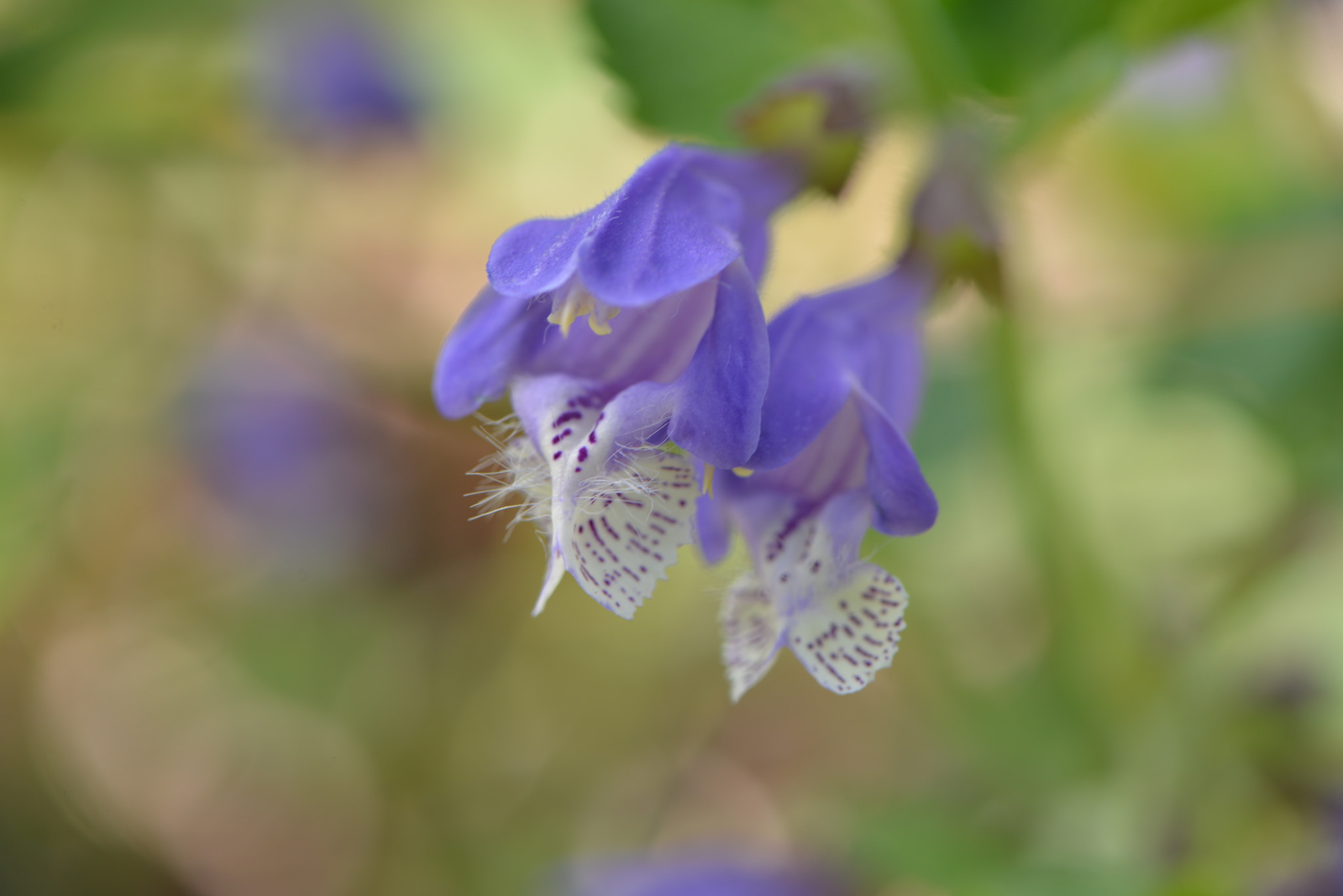 Nikon AF-S Micro-Nikkor 105mm F2.8G IF-ED VR sample photo
